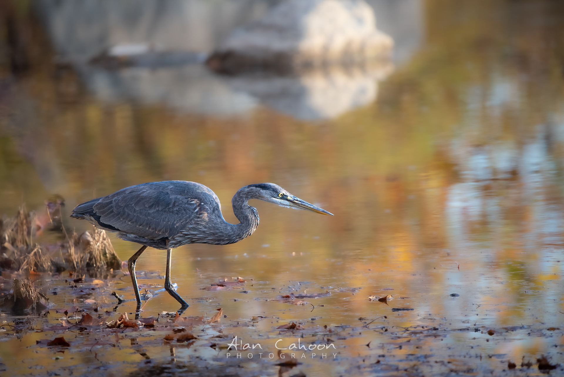Heron, Great Falls