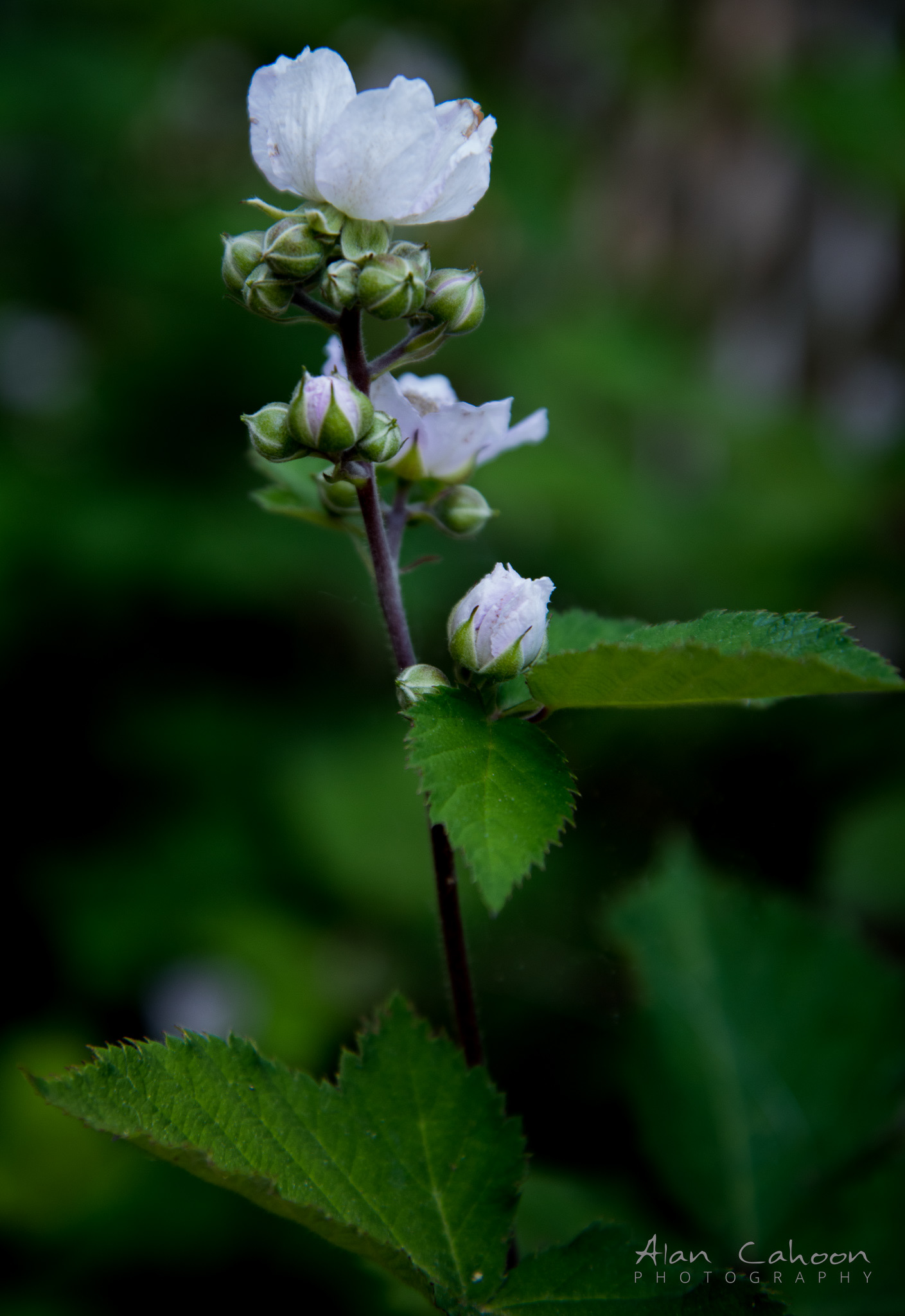 Blackberry Flowers