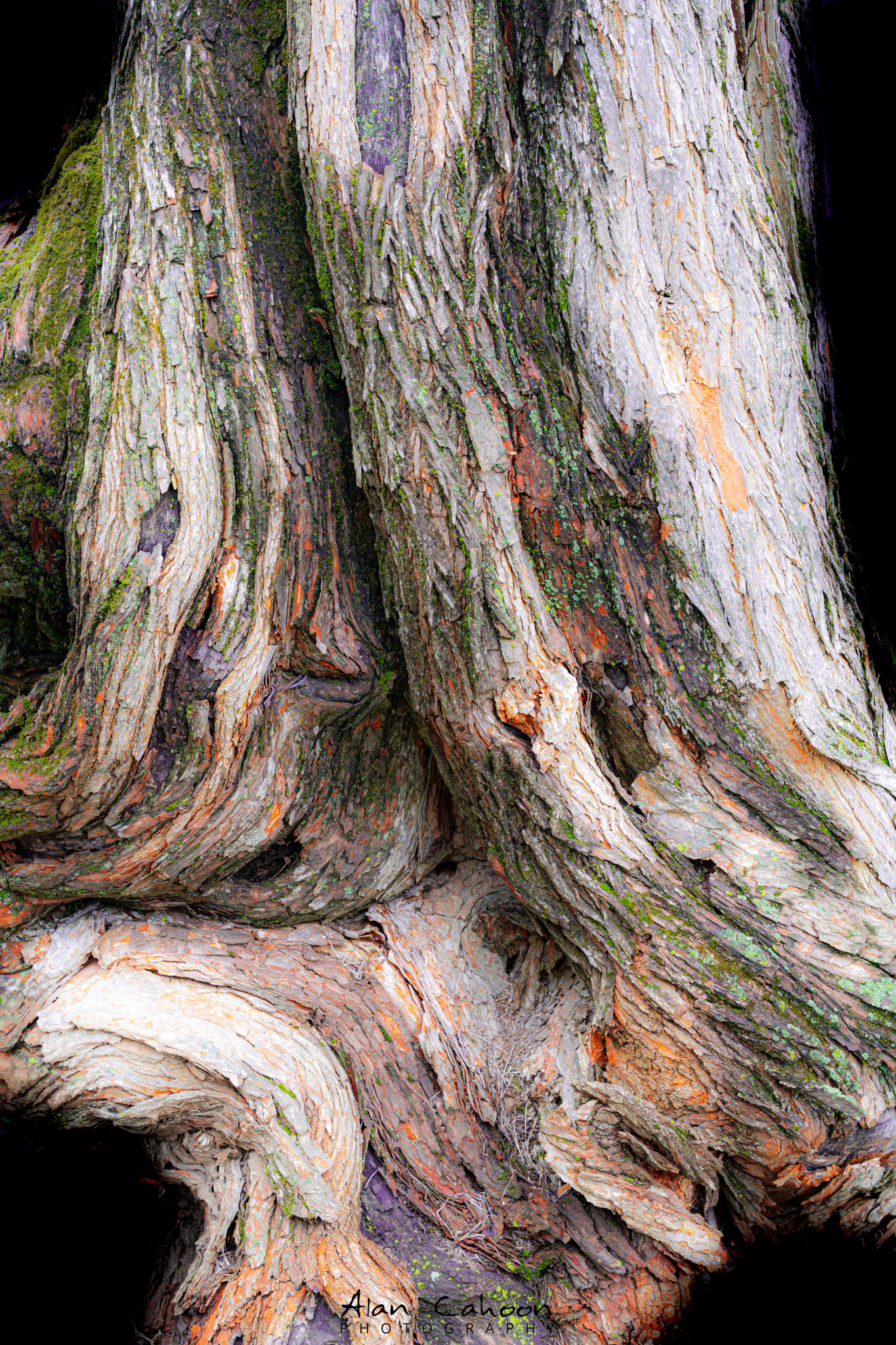Tree Trunk