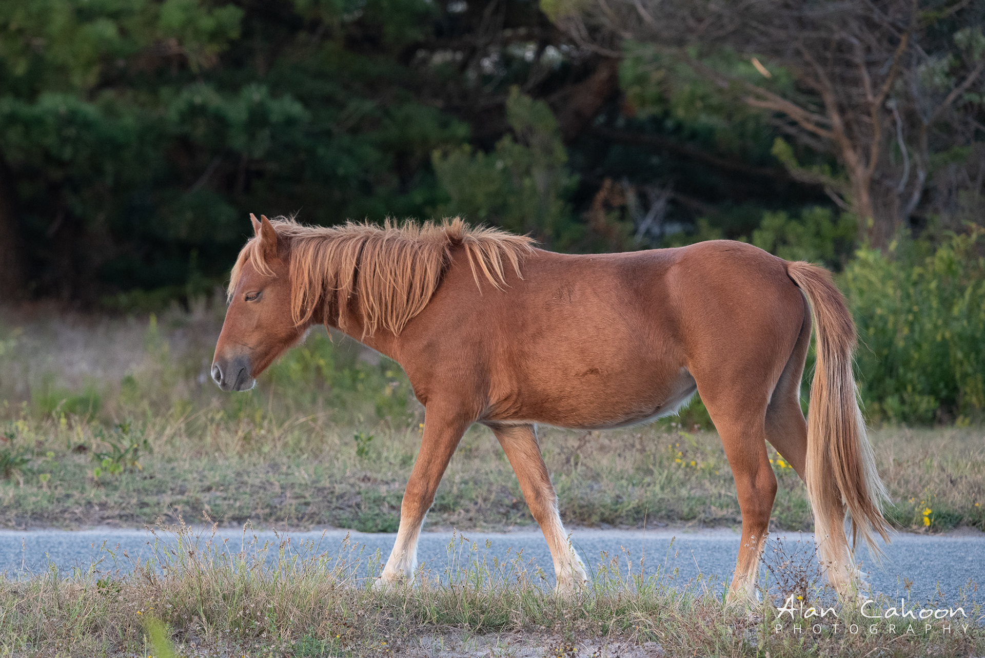 Assateague Wild Horse