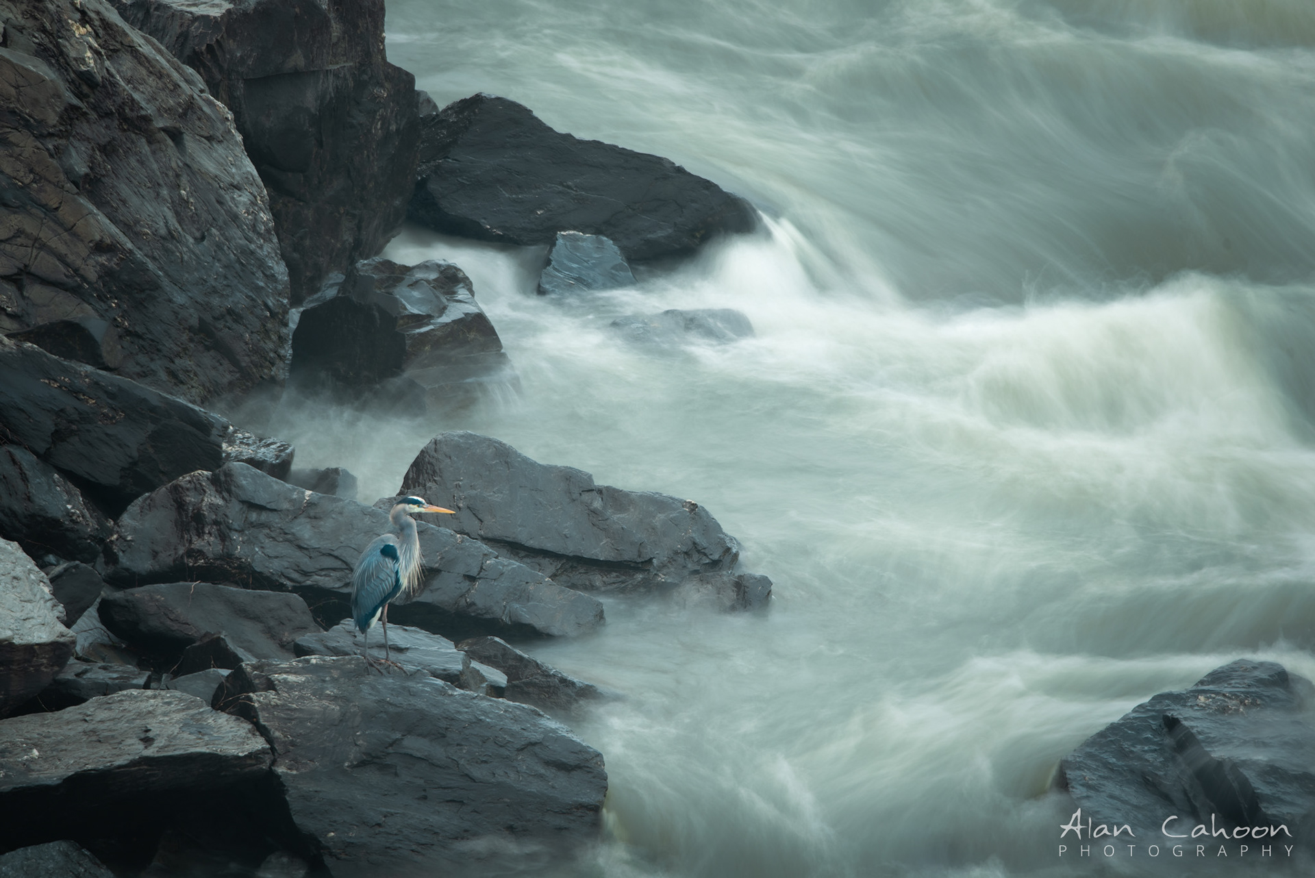 Heron at Great Falls