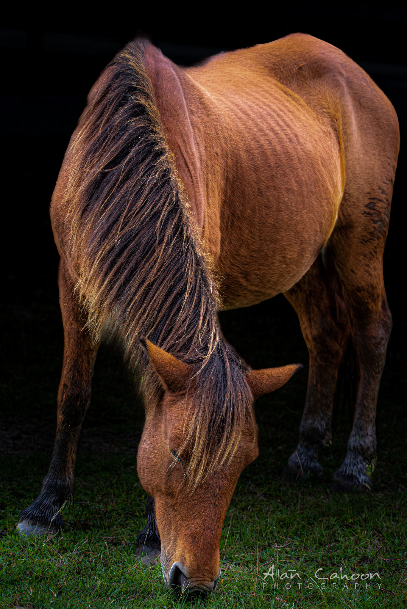 Assateague Wild Horse