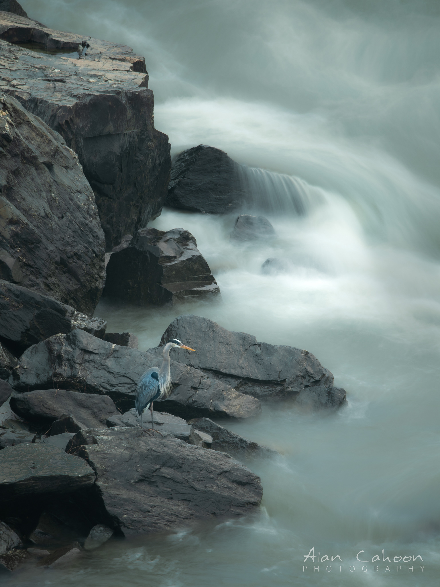 Great Falls Blue Heron
