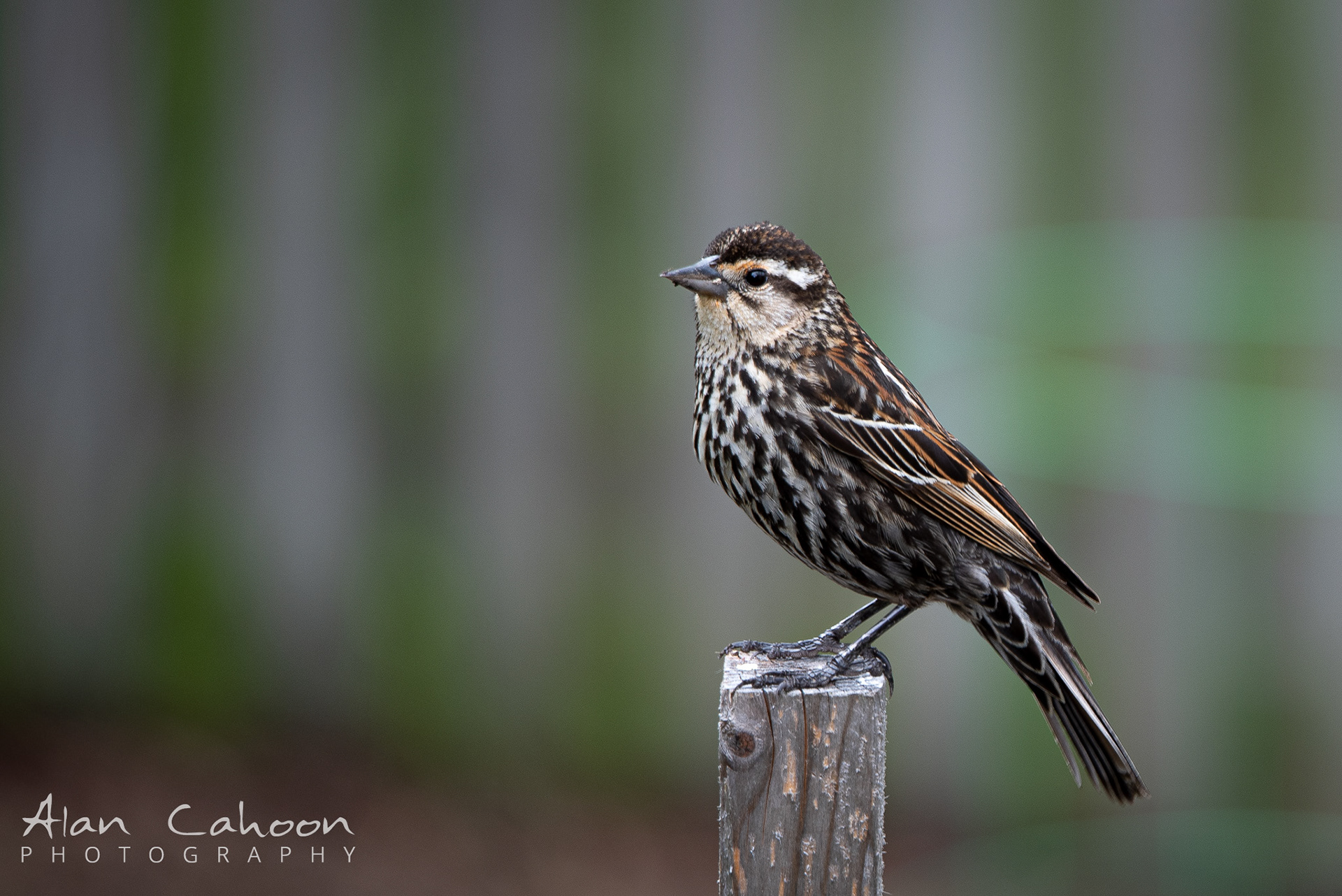 Female Red Winged Blackbird