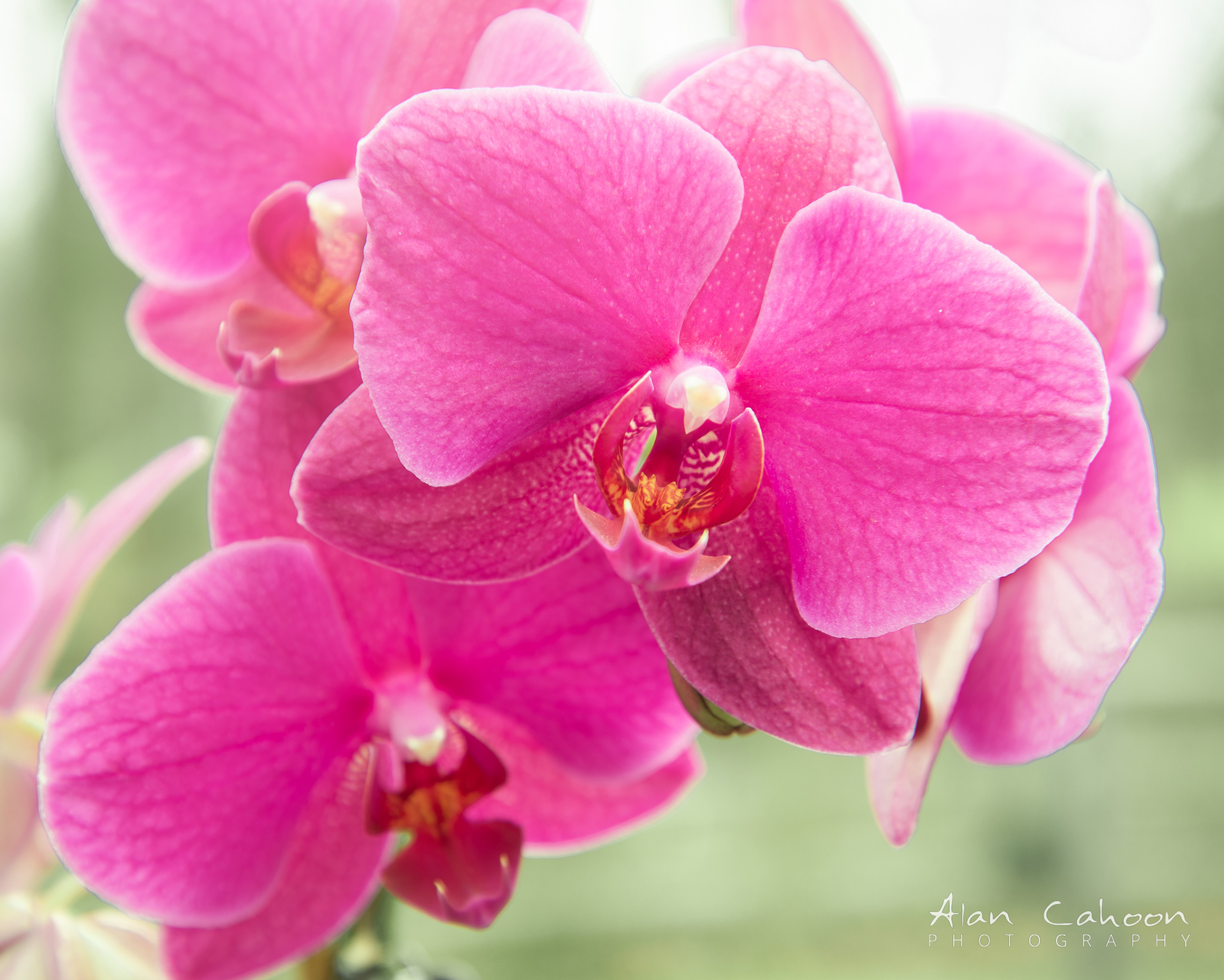 Orchid