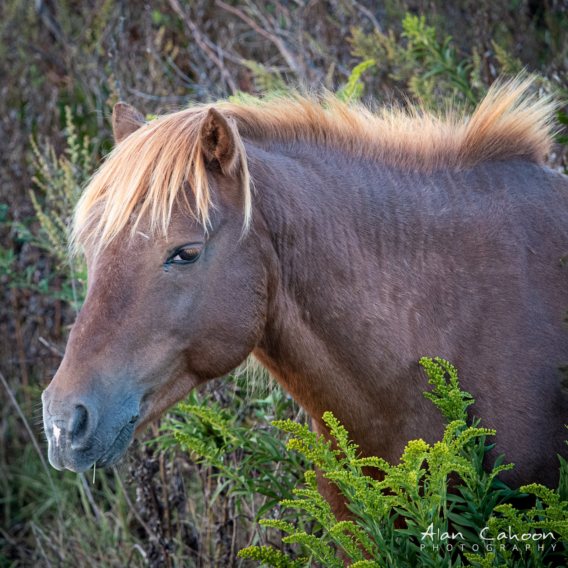 Assateague Wild Horse