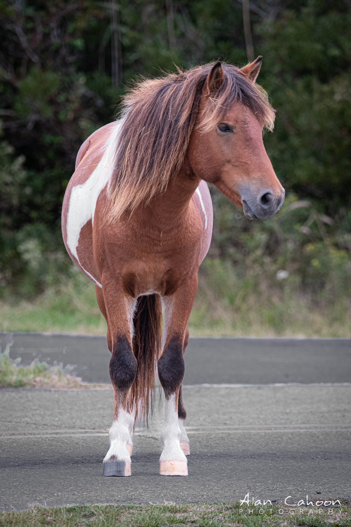 Assateague Wild Horse
