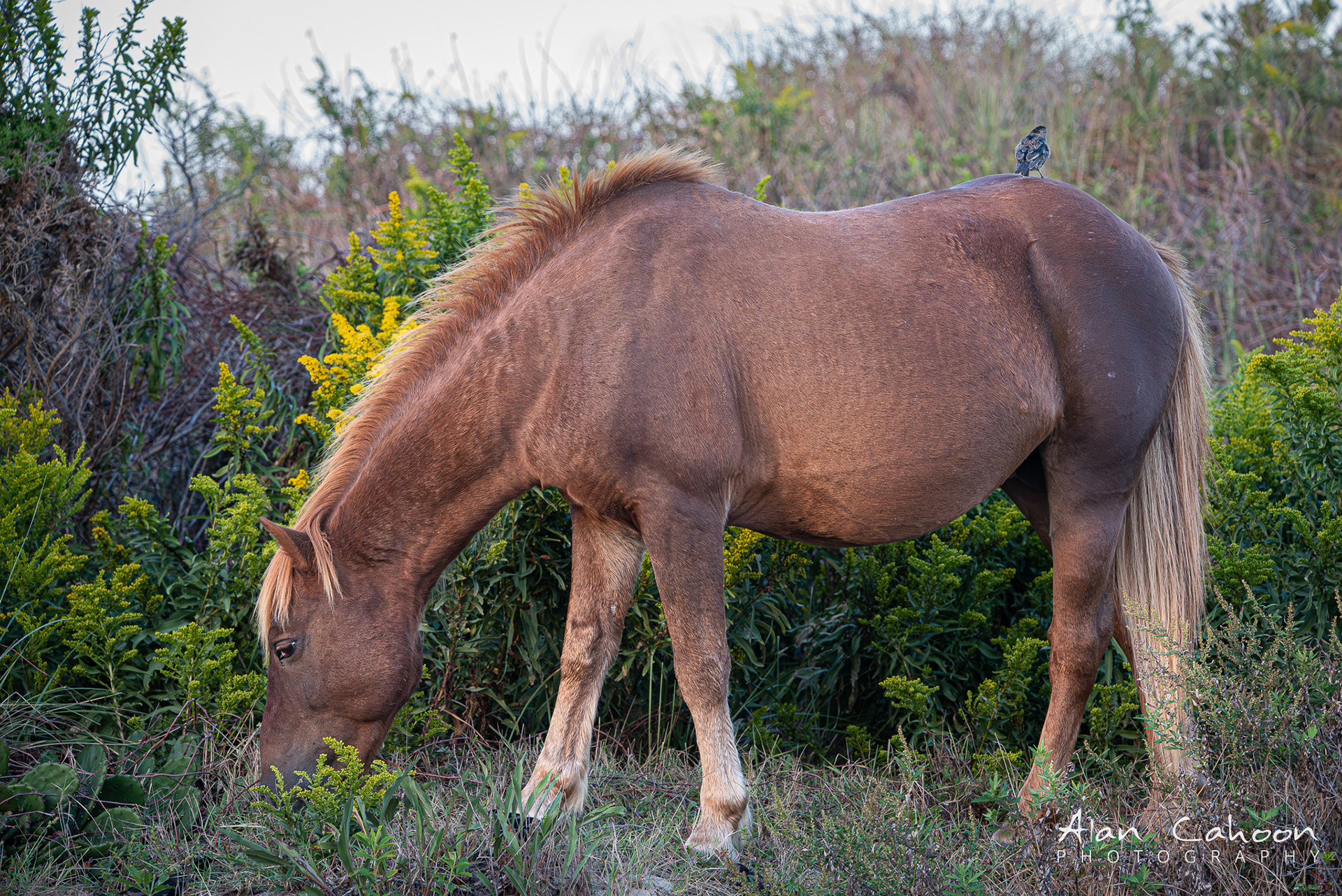 Assateague Wild Horse
