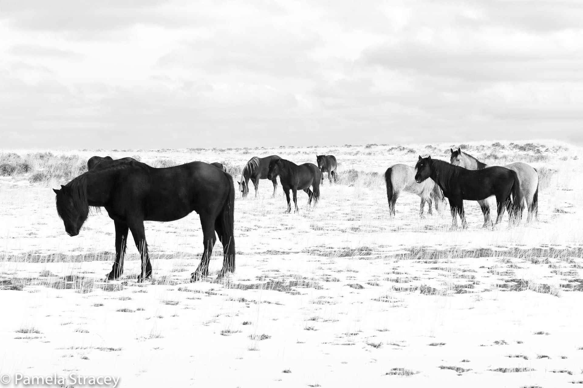 Black mustang horse