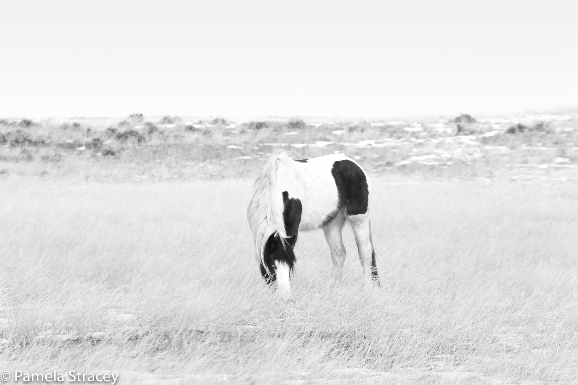 Wild horse winter grazing