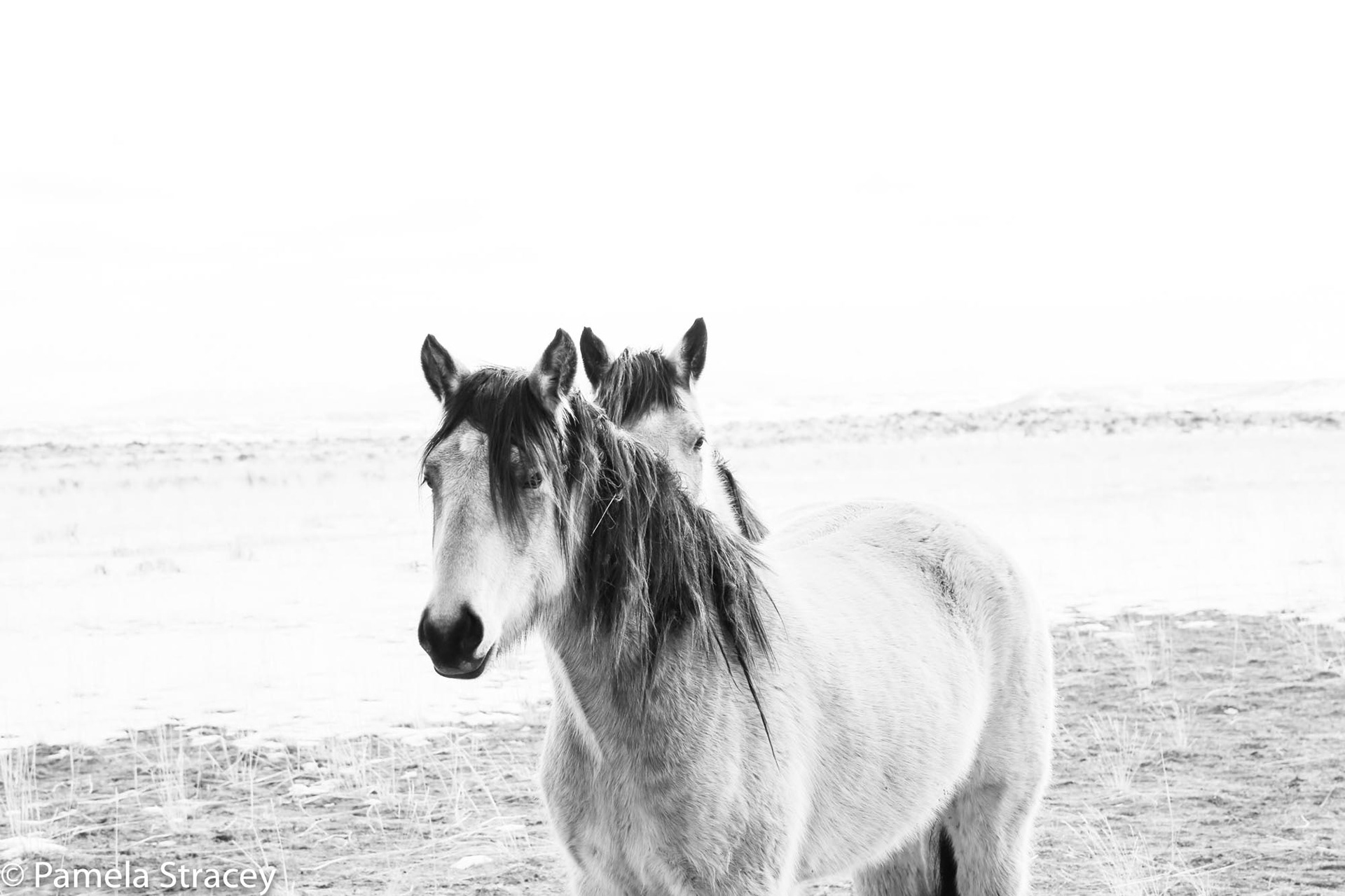 Mustang horses in Wyoming