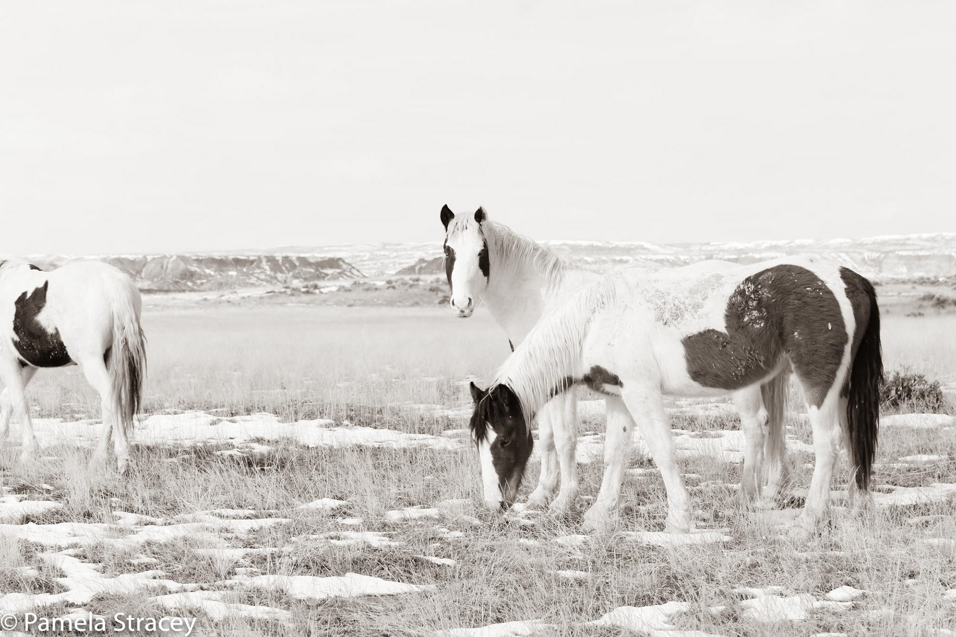 Mustang horses in snow