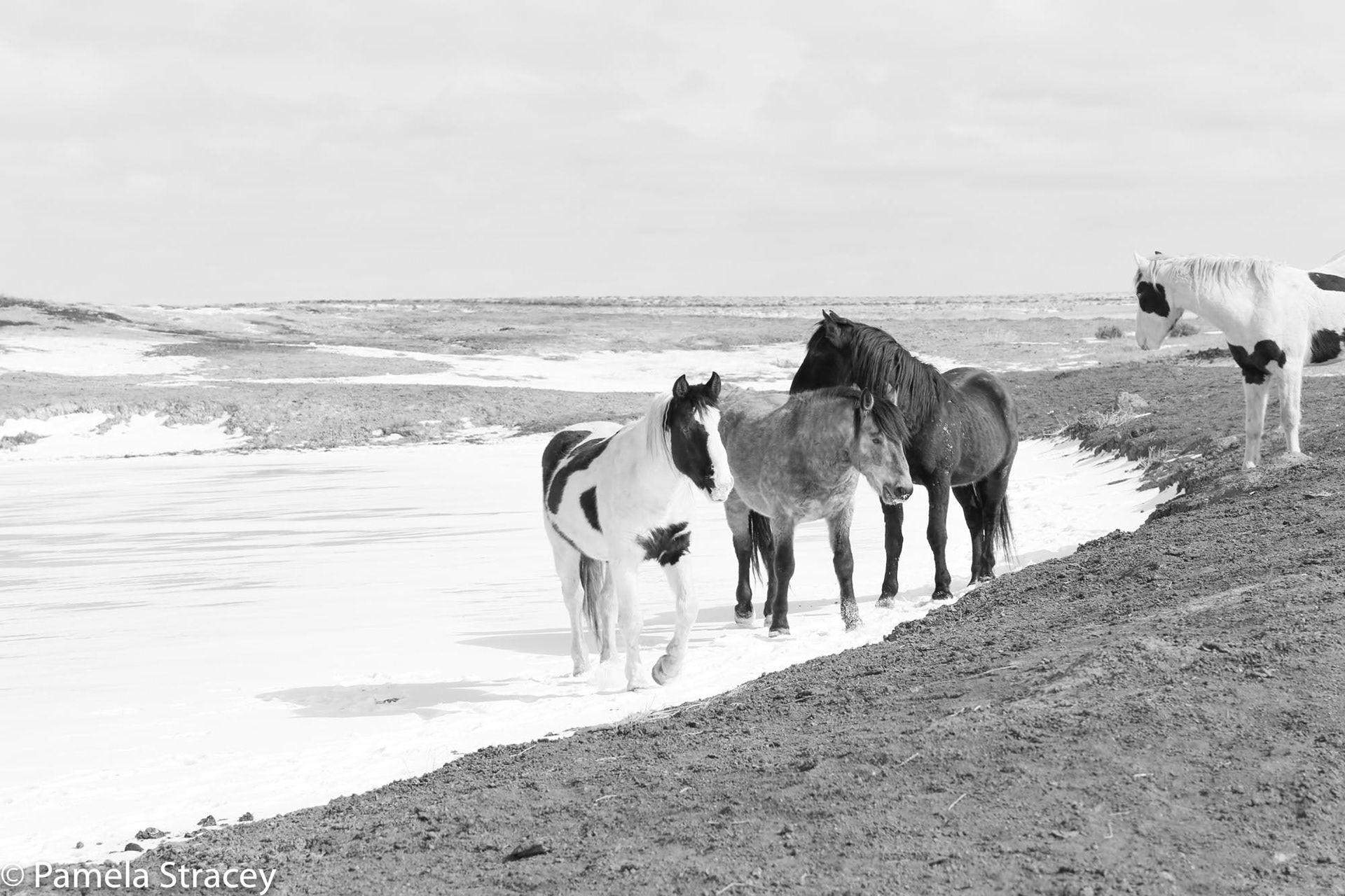 Wild horses by watering hole