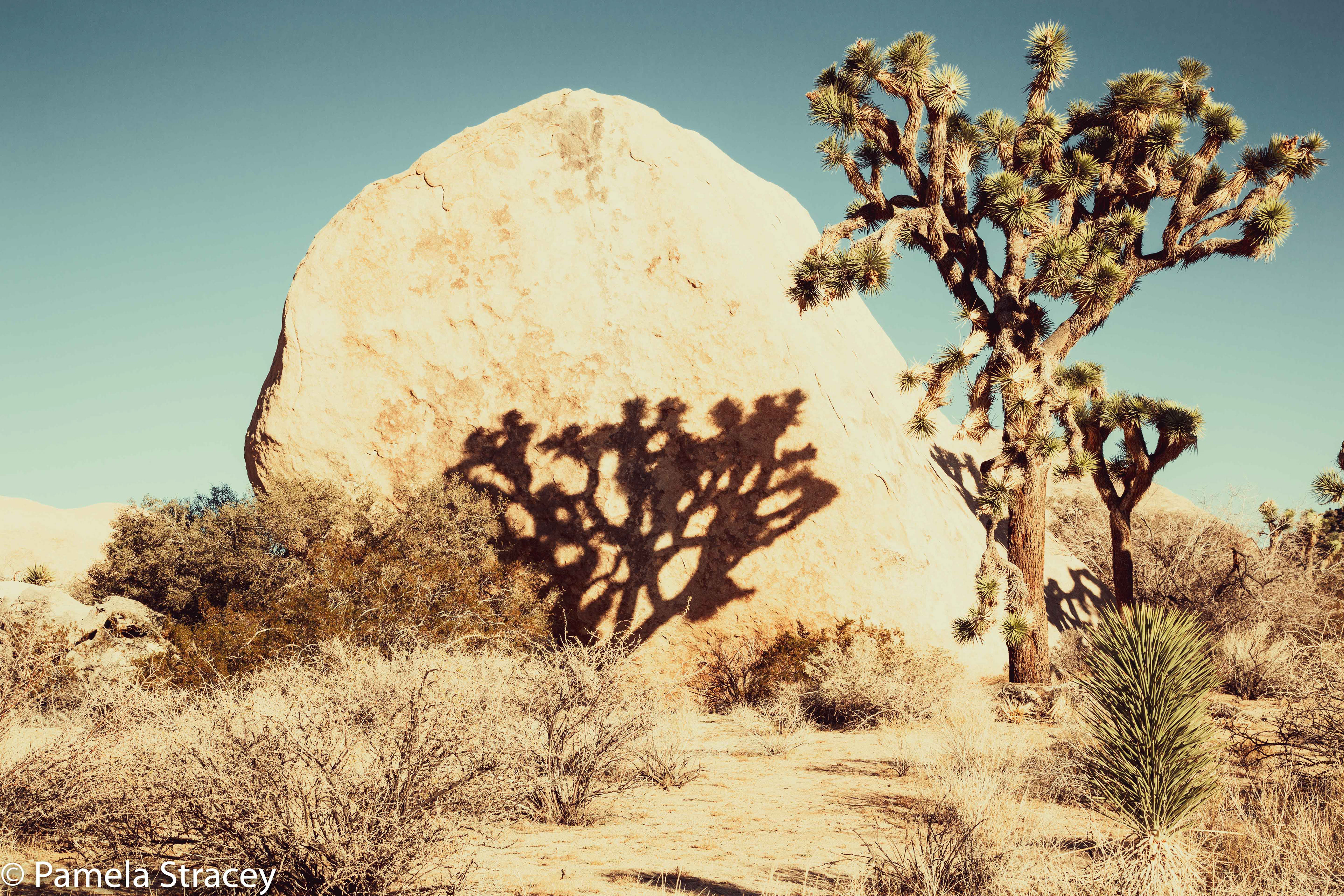 Shadow of the Joshua Tree
