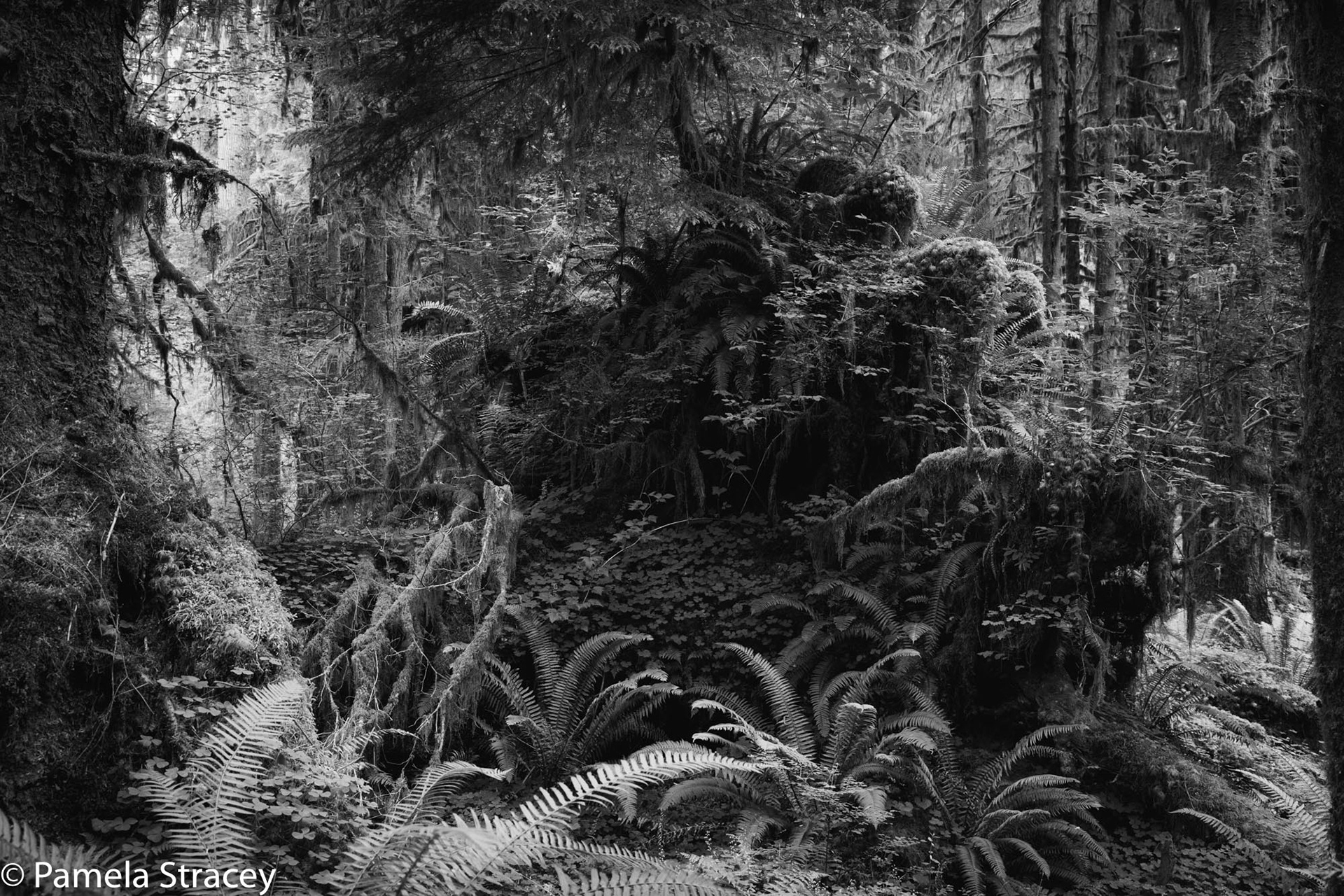 Hoh Rain Forest