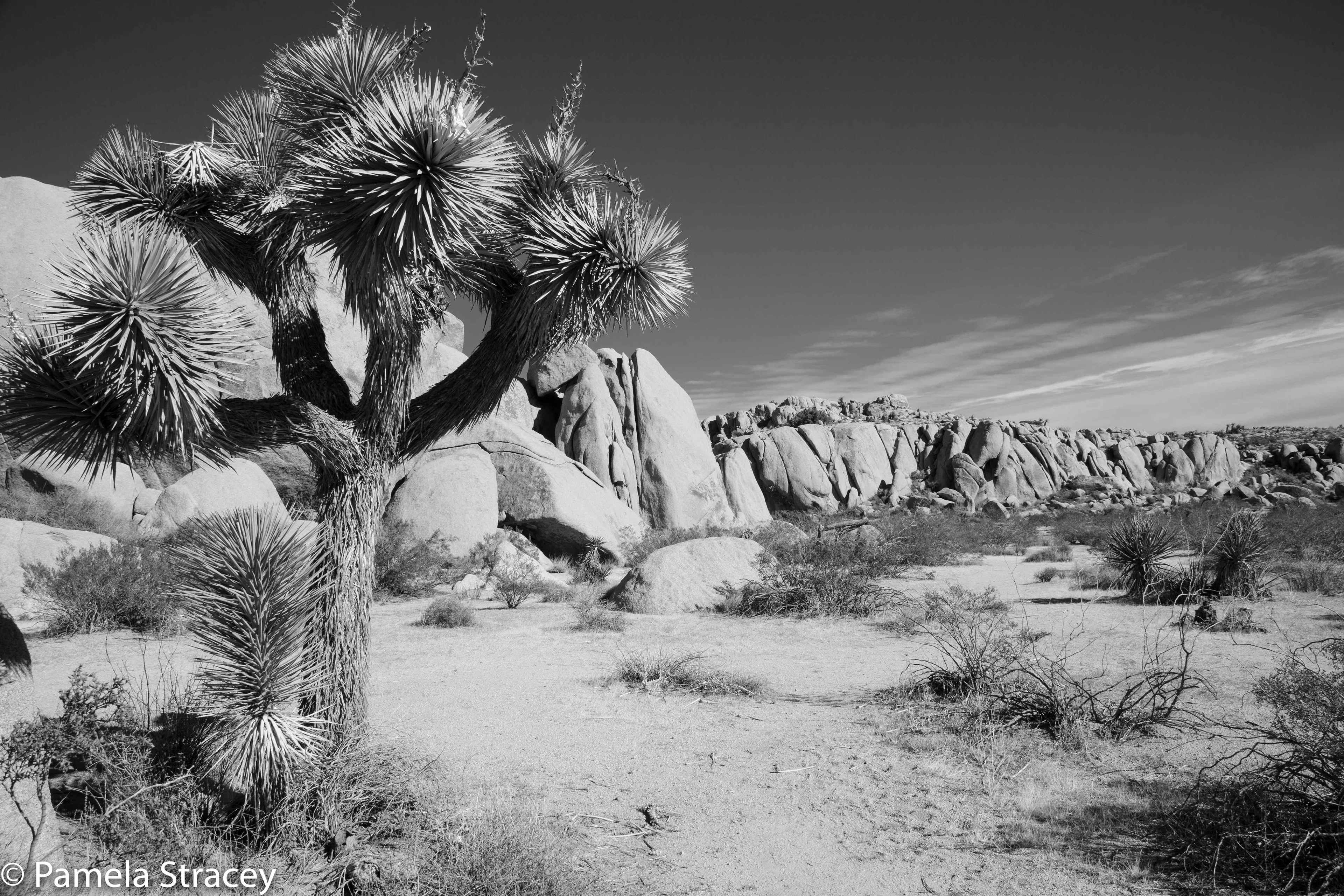 Joshua Tree in the Mojave Desert