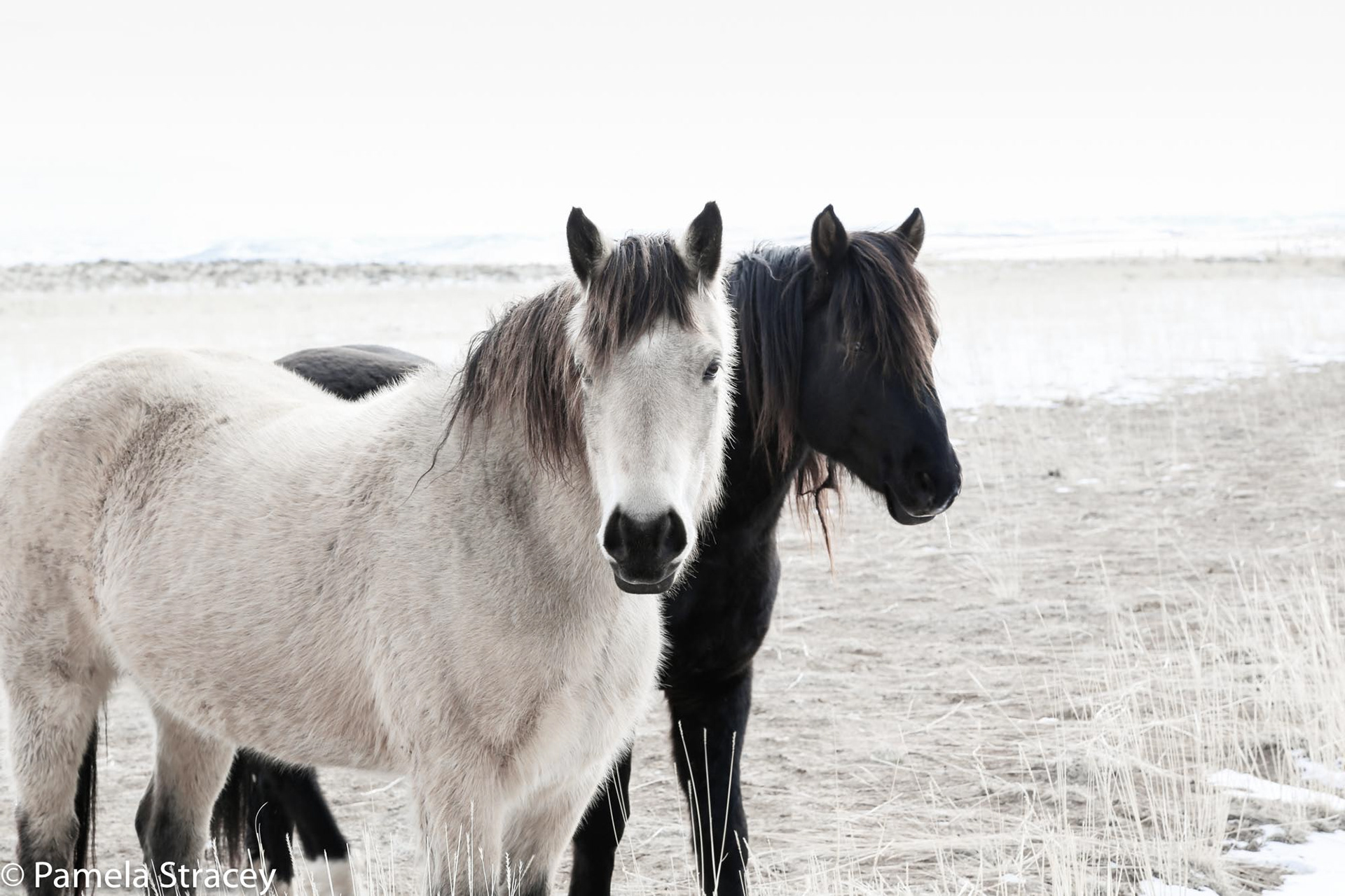 Pair of wild horses