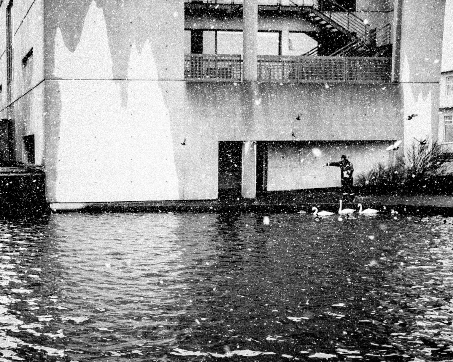 Feeding the Swans