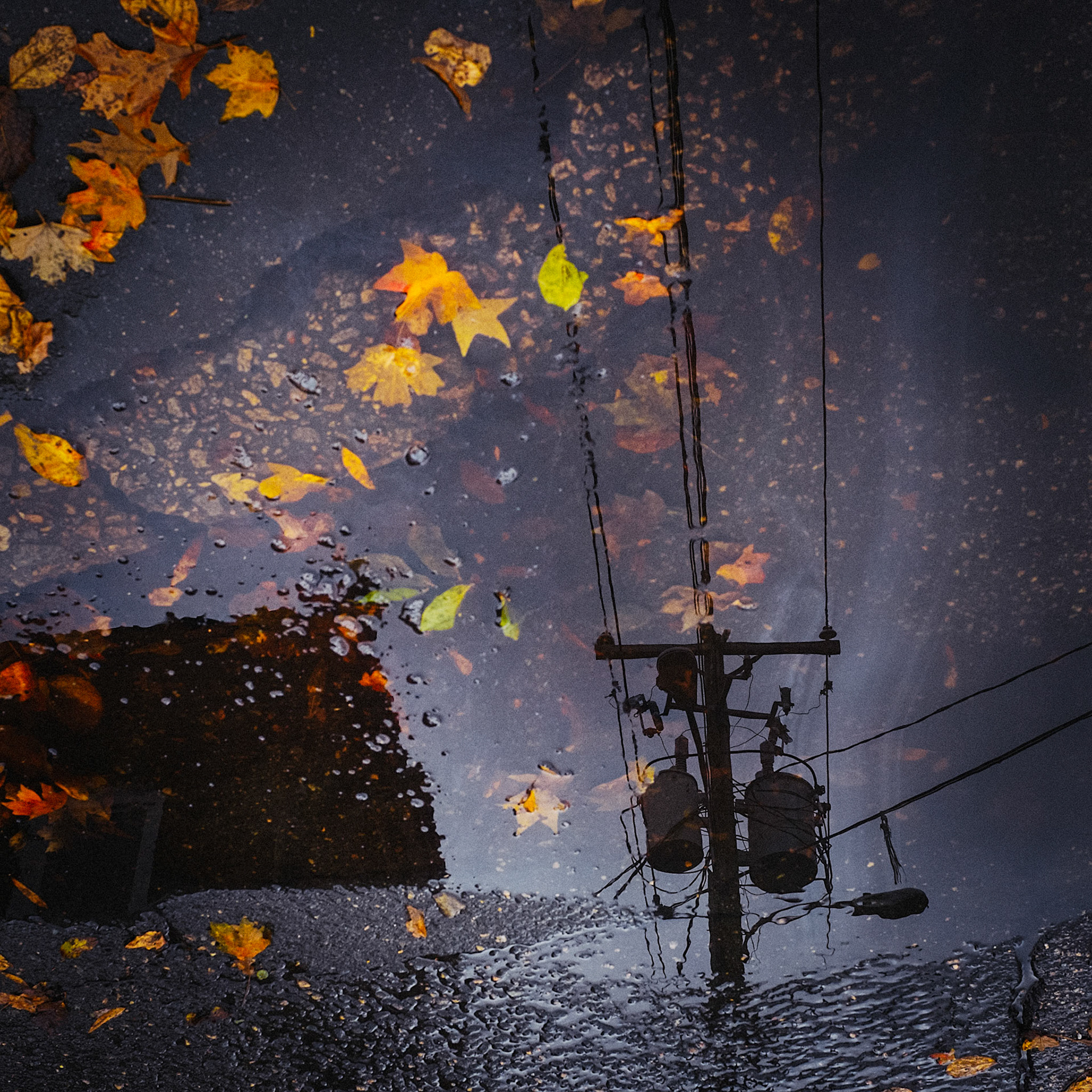 Autumn