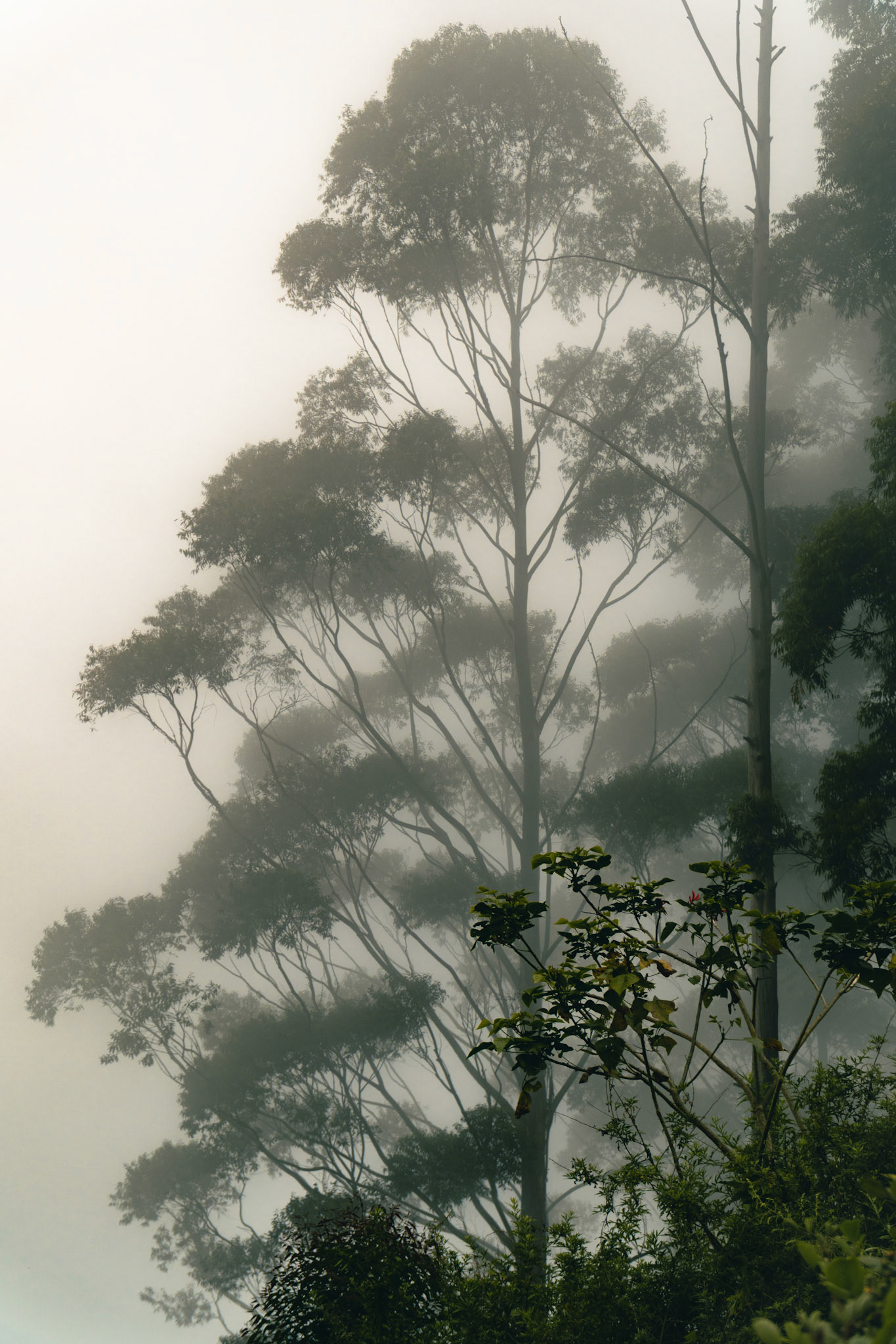 Kodaikanal