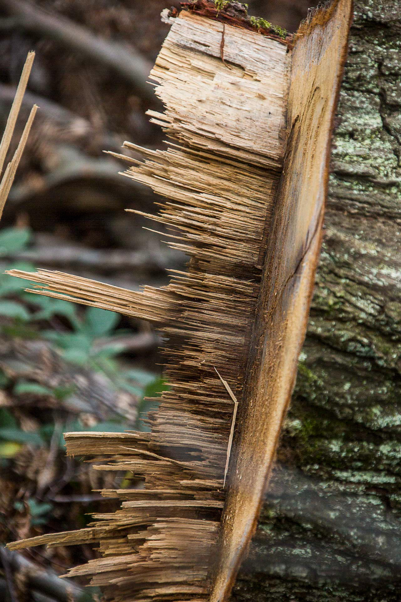 Wald