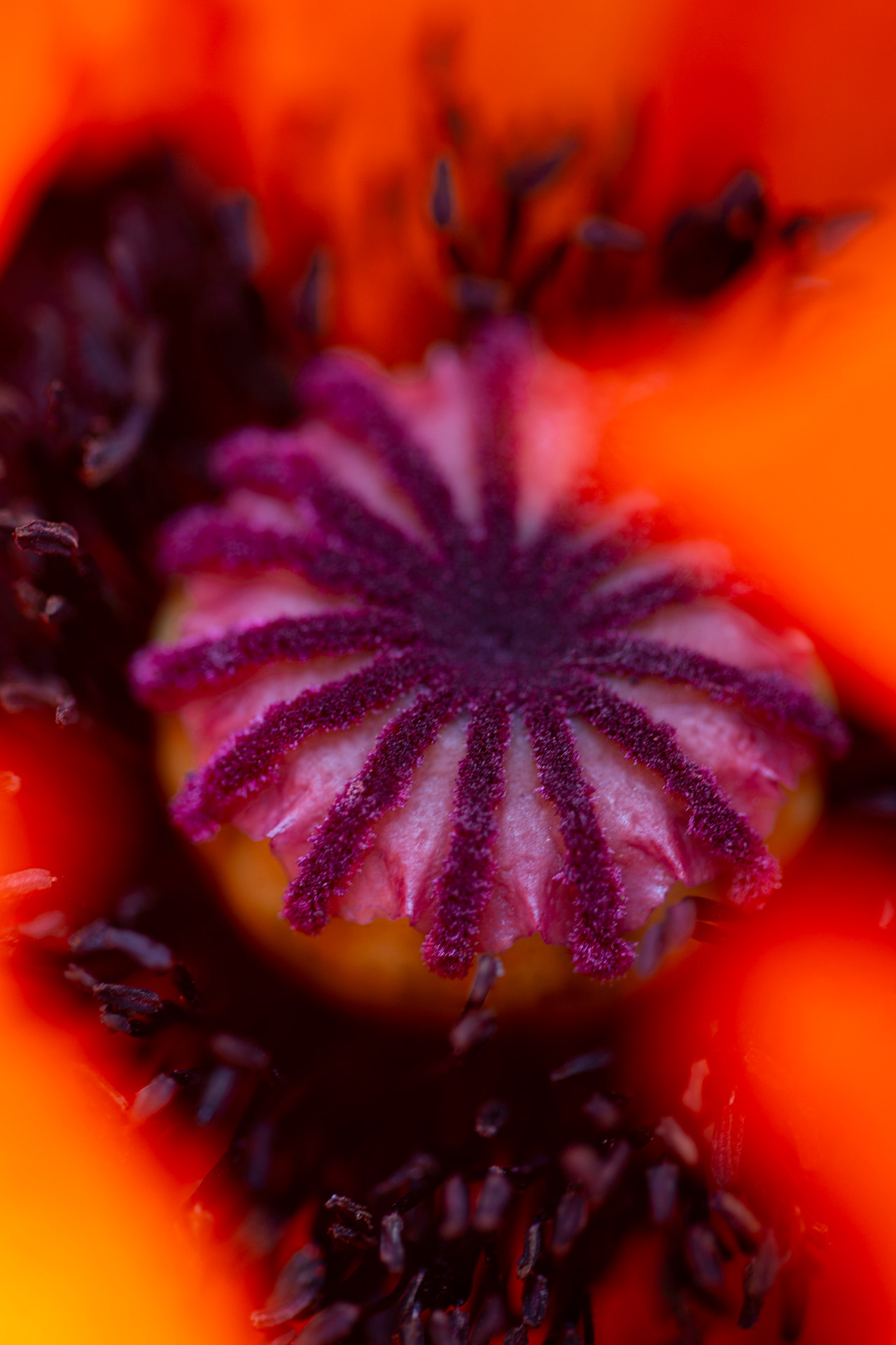 Mohn 04