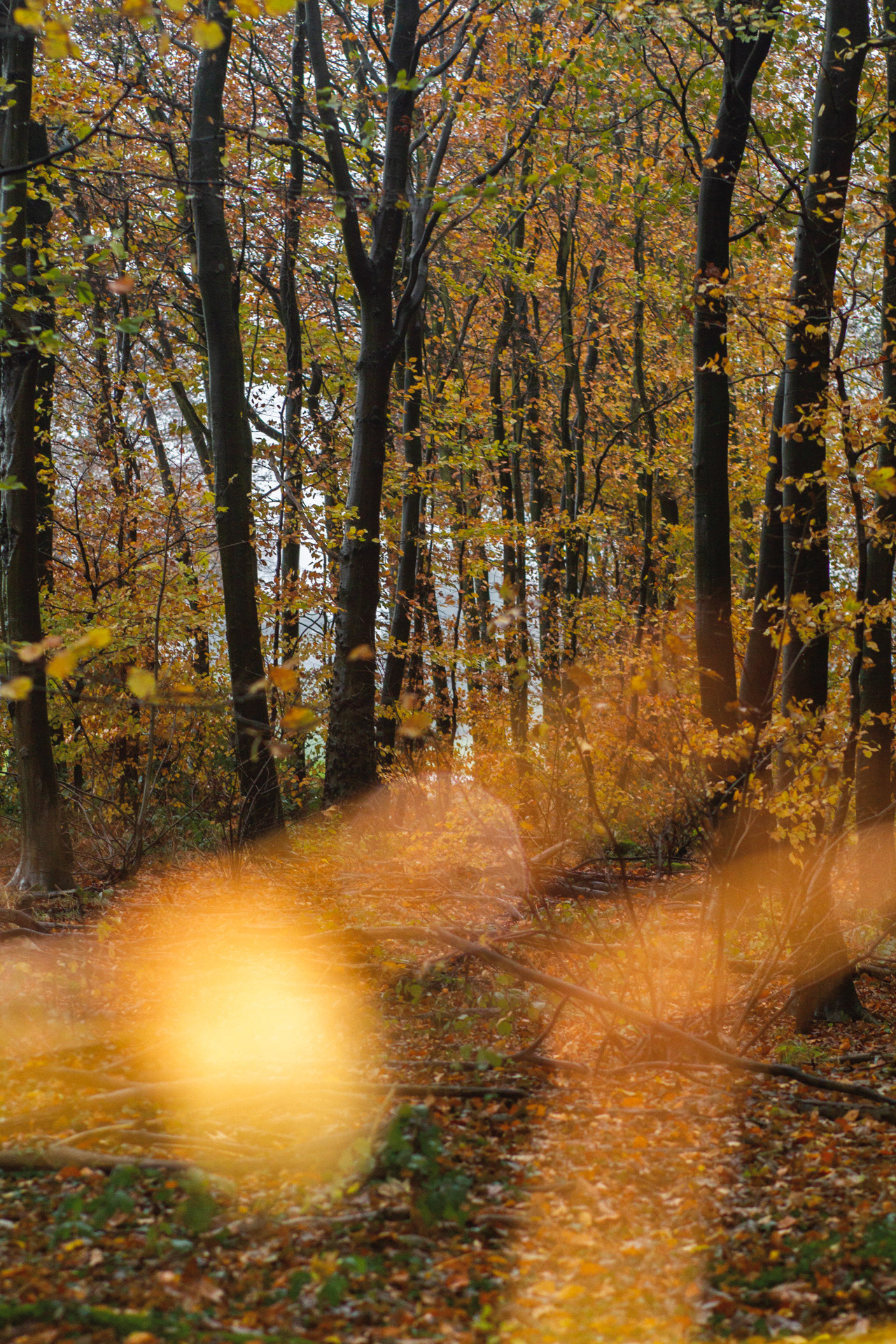 Wald 01
