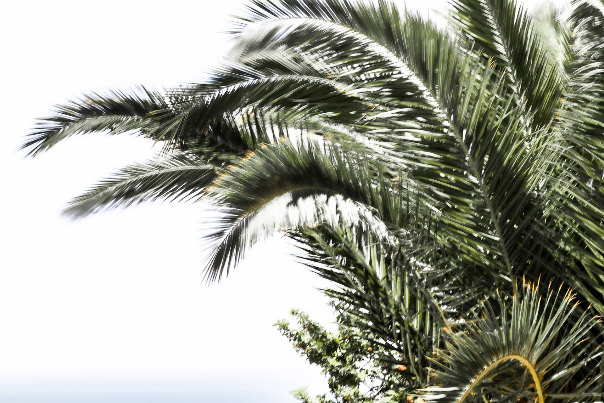 Palmblätter im Wind 02