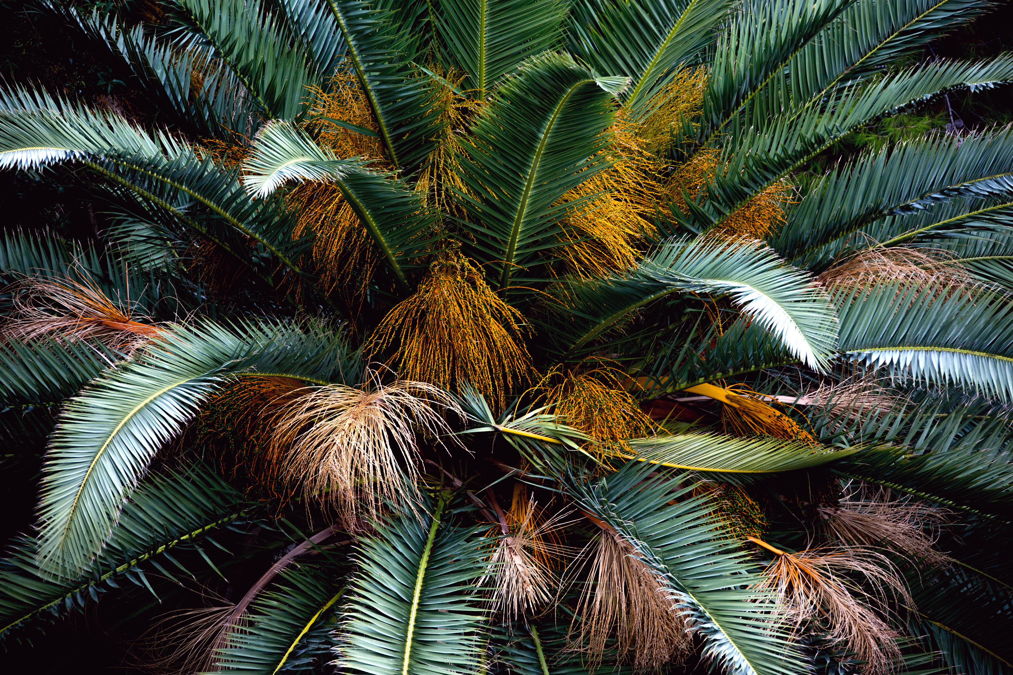 Kokospalme 01