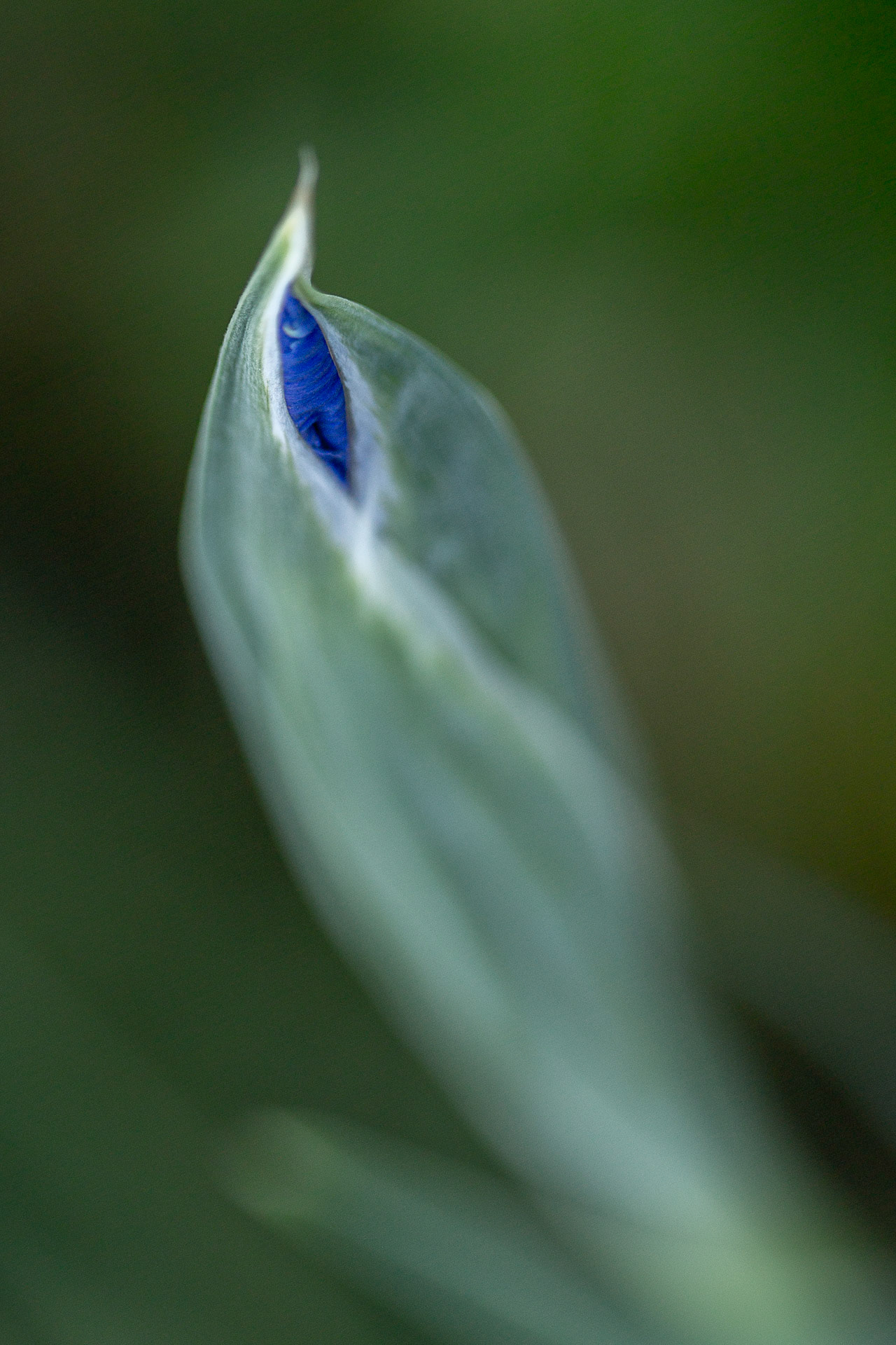 blaue Lilie