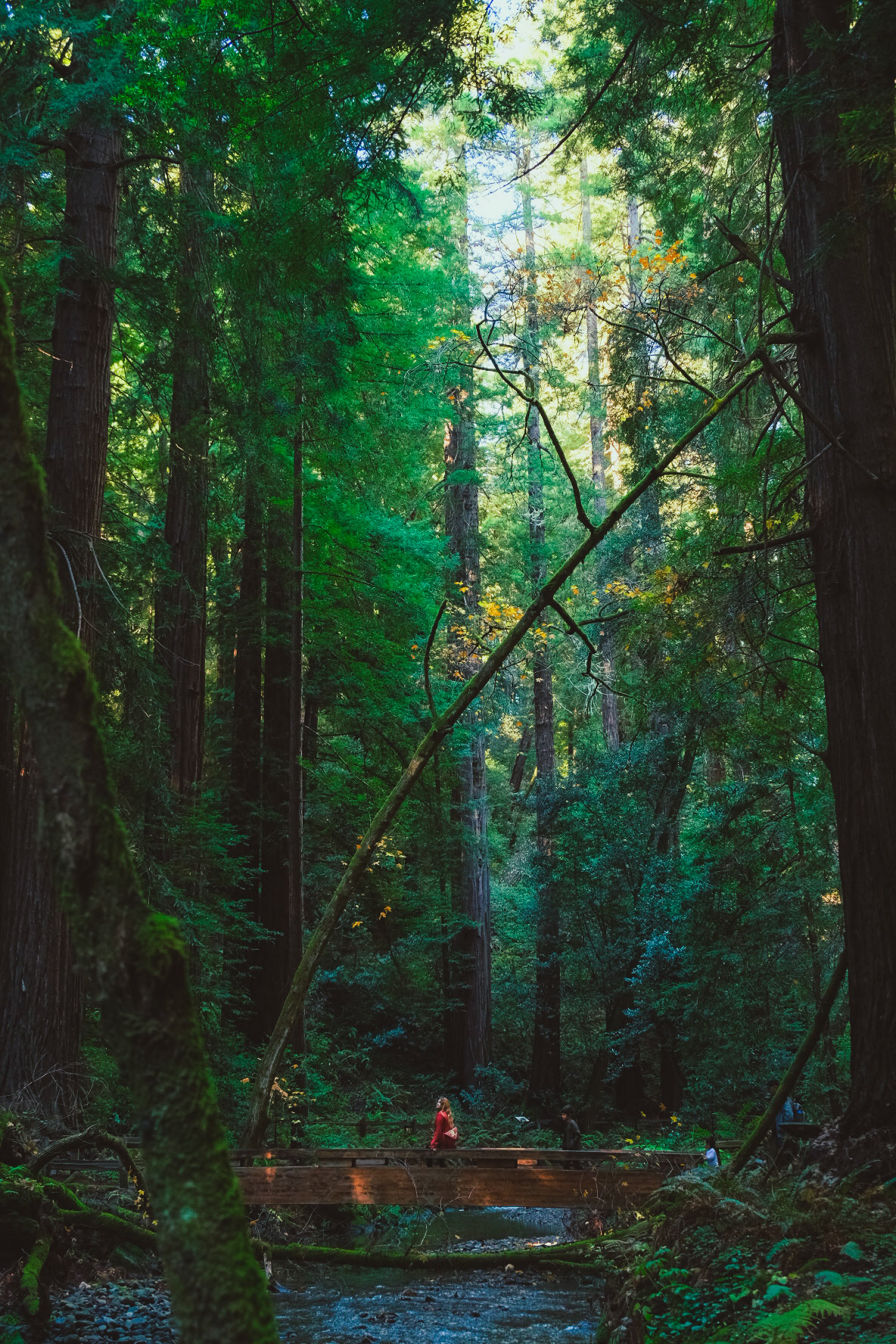 Muir Woods, San Francisco