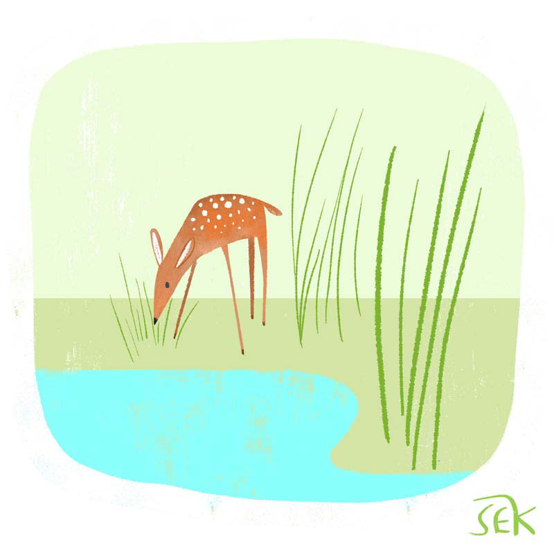 Deer