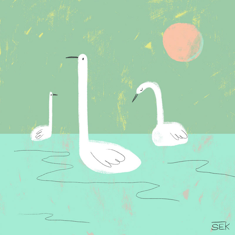 Swans