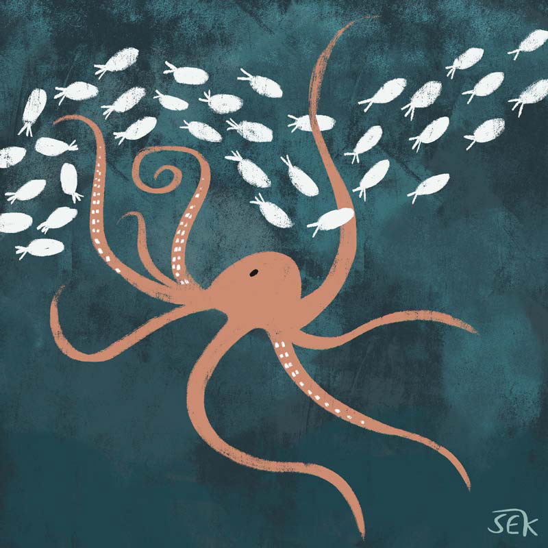 Octopus