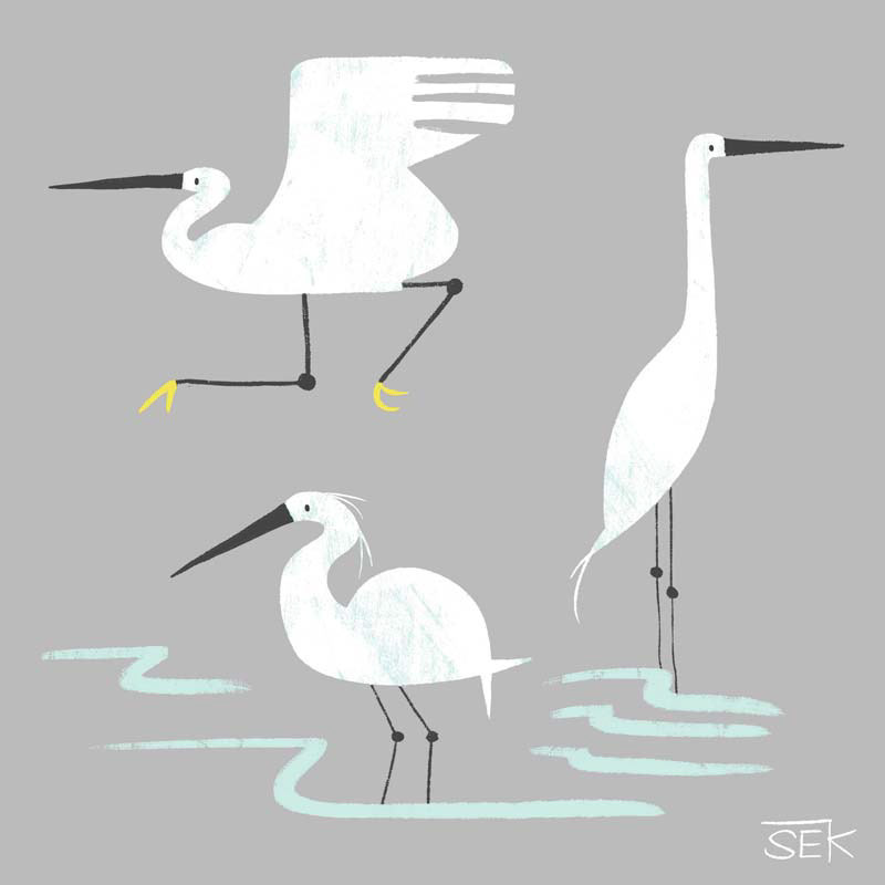Egrets
