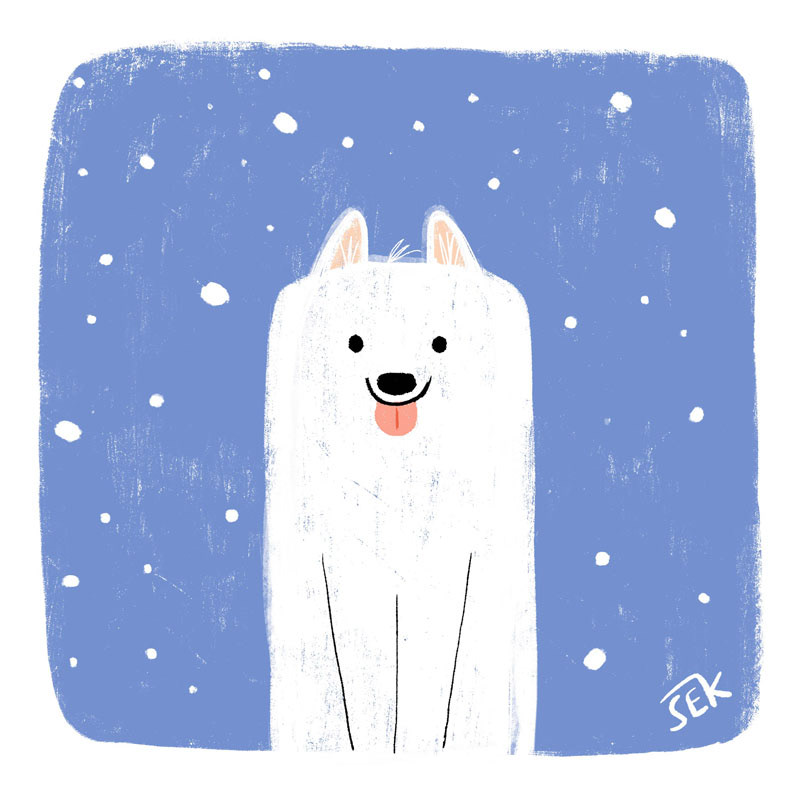 Samoyed