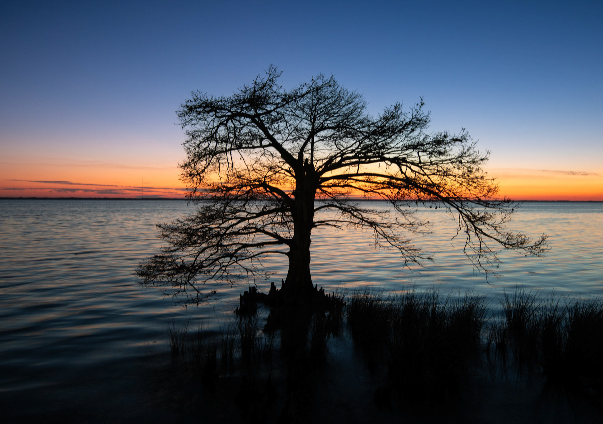 The Cypress