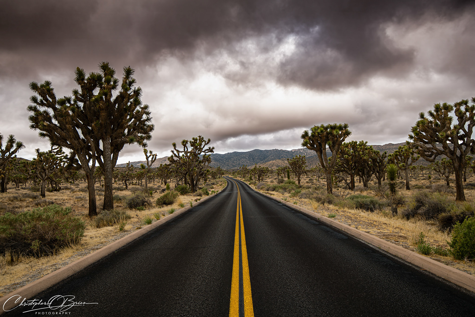 Joshua Tree National Park