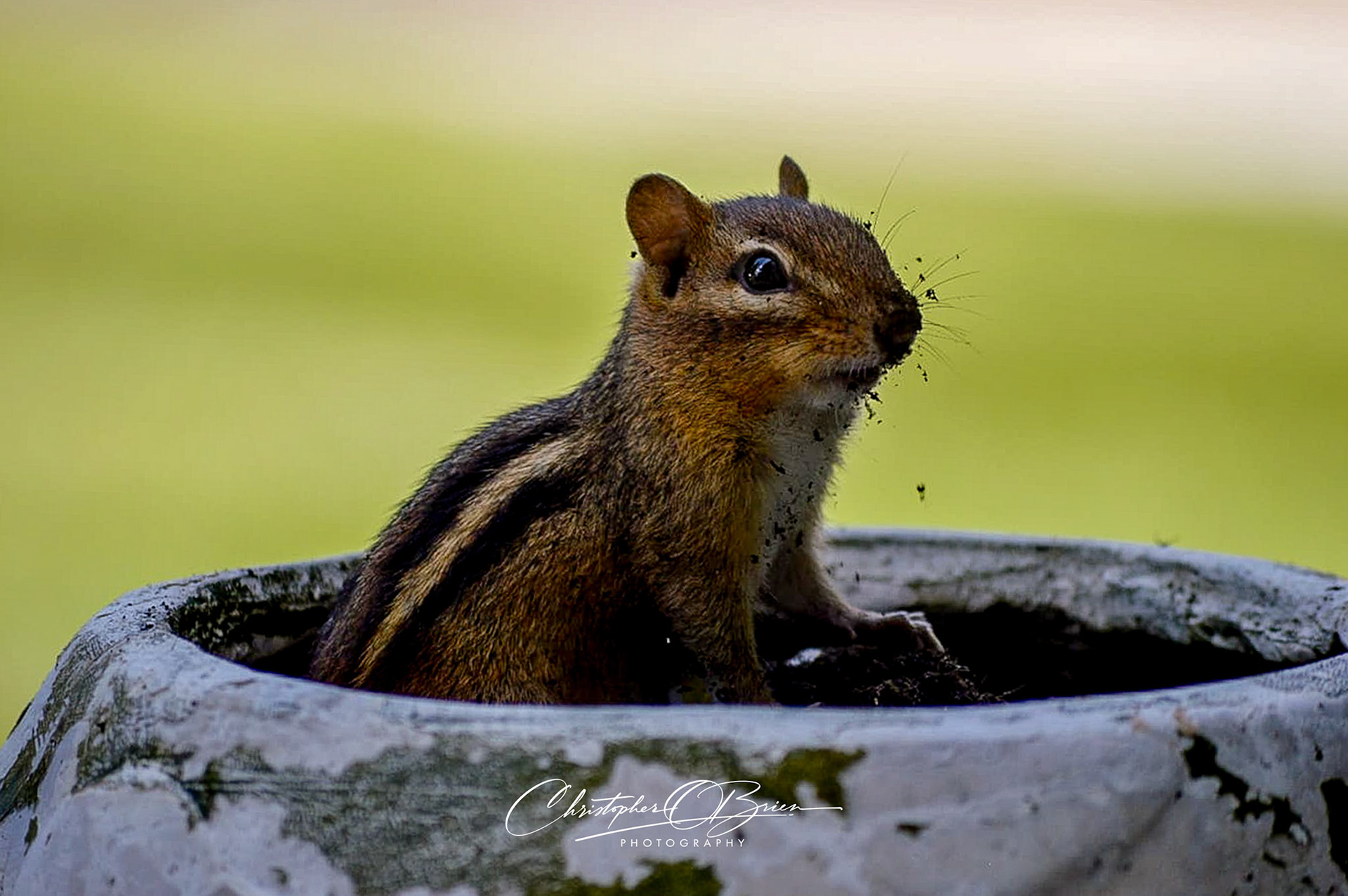 Chippy in our planter
