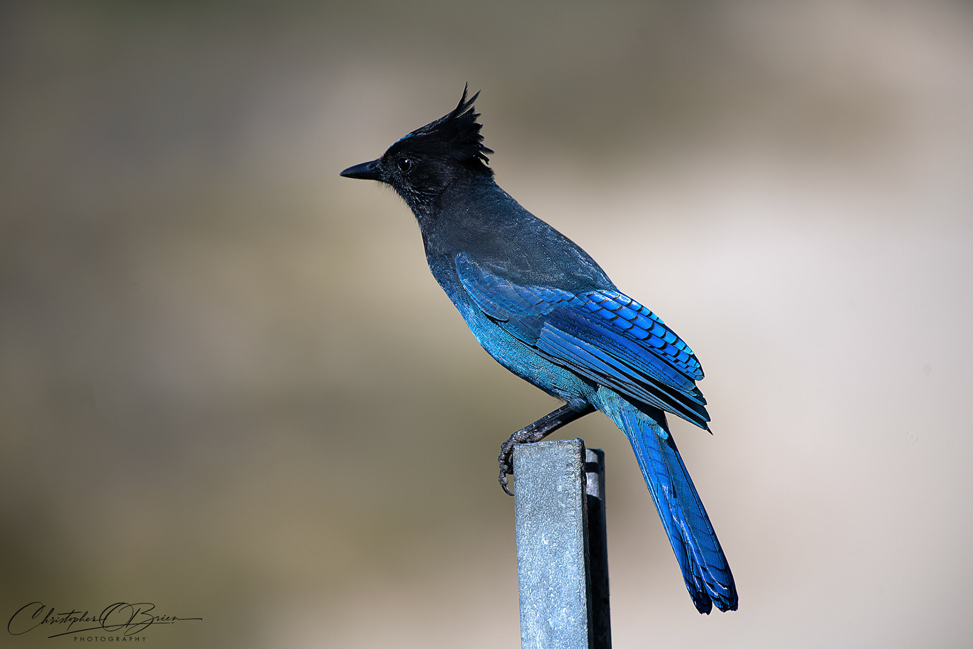 Stellers Jay