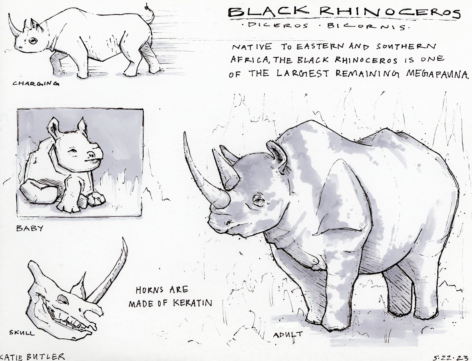 Profile page of the Black Rhinoceros