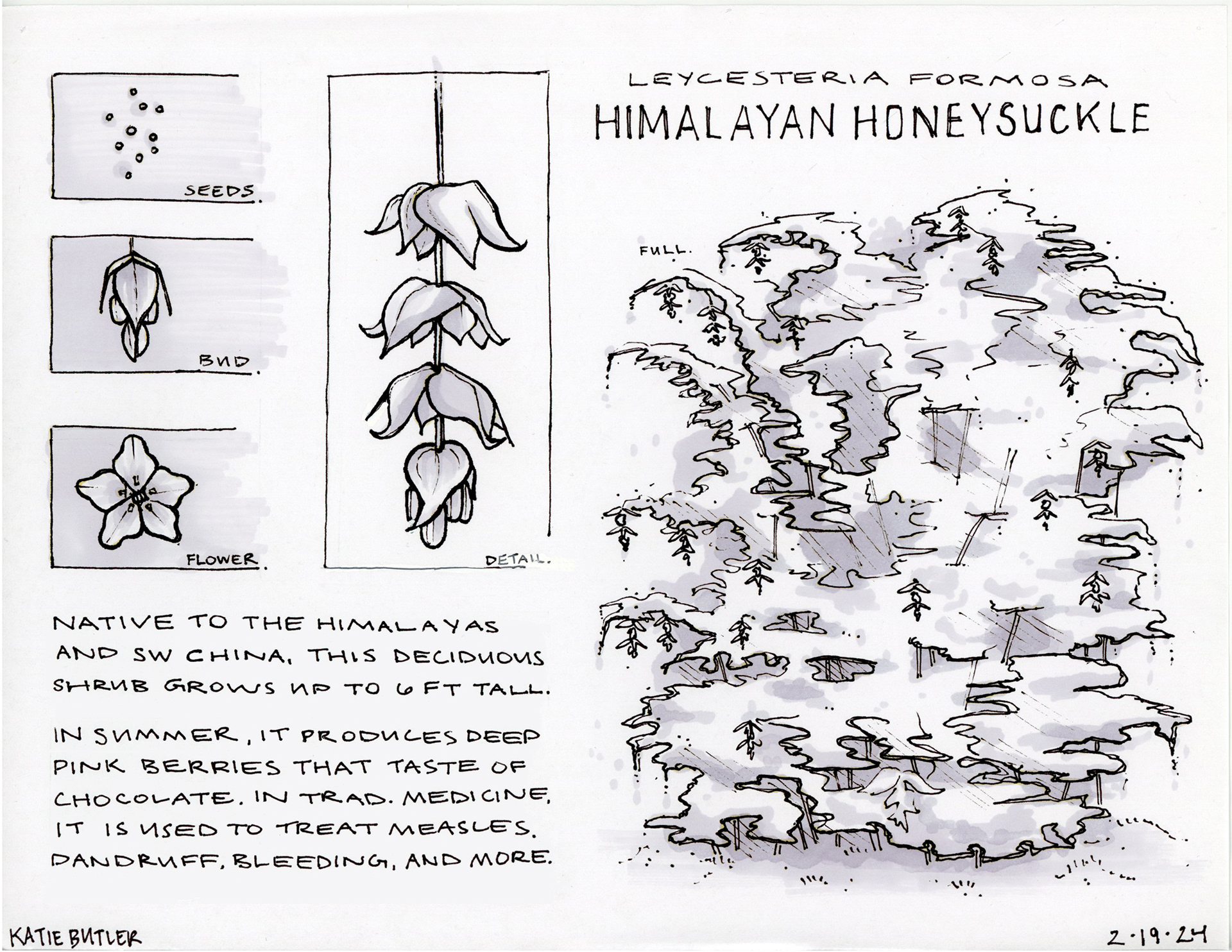Profile page of the Himalayan Honeysuckle