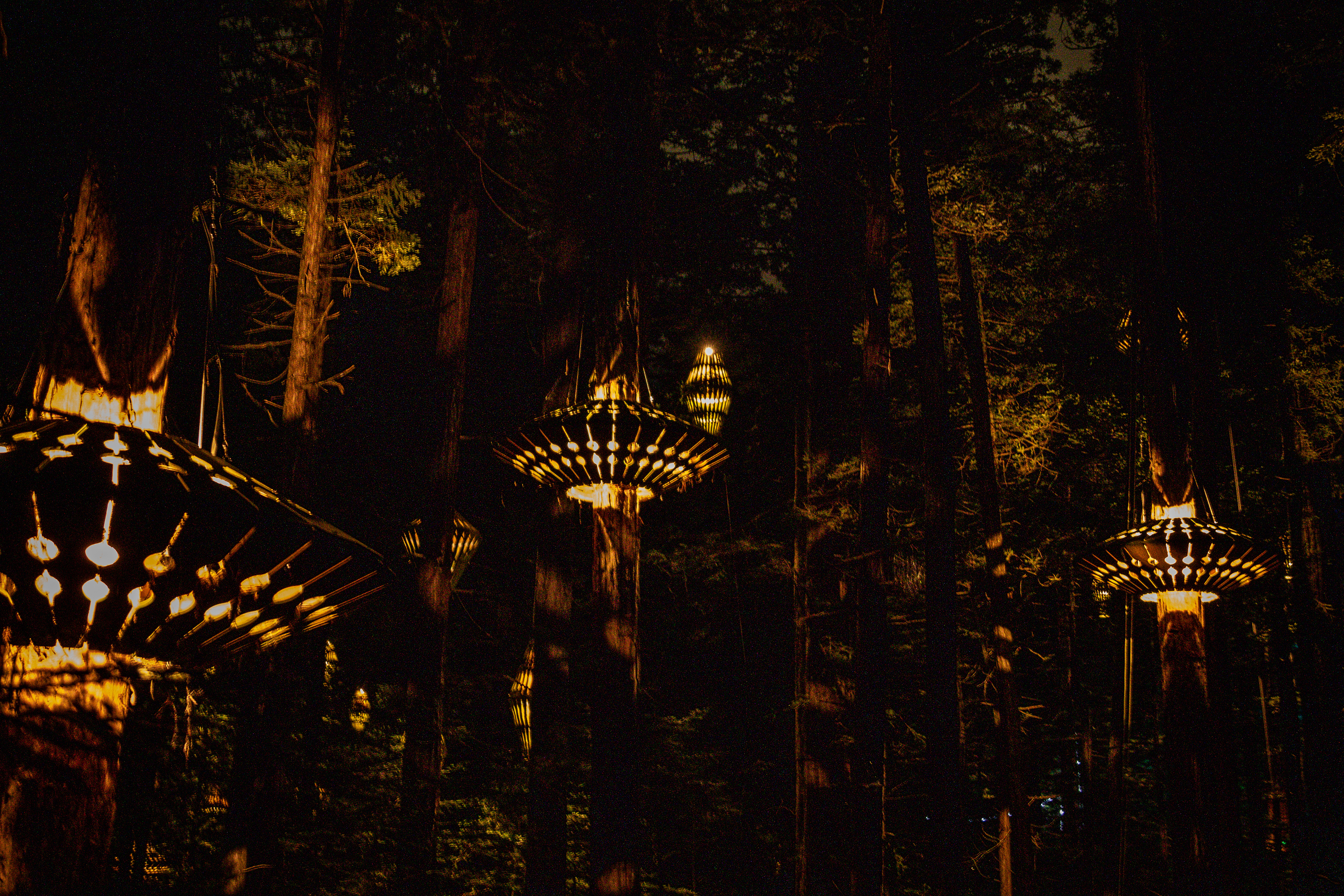 Redwoods Treewalk, Rotorua, NZ