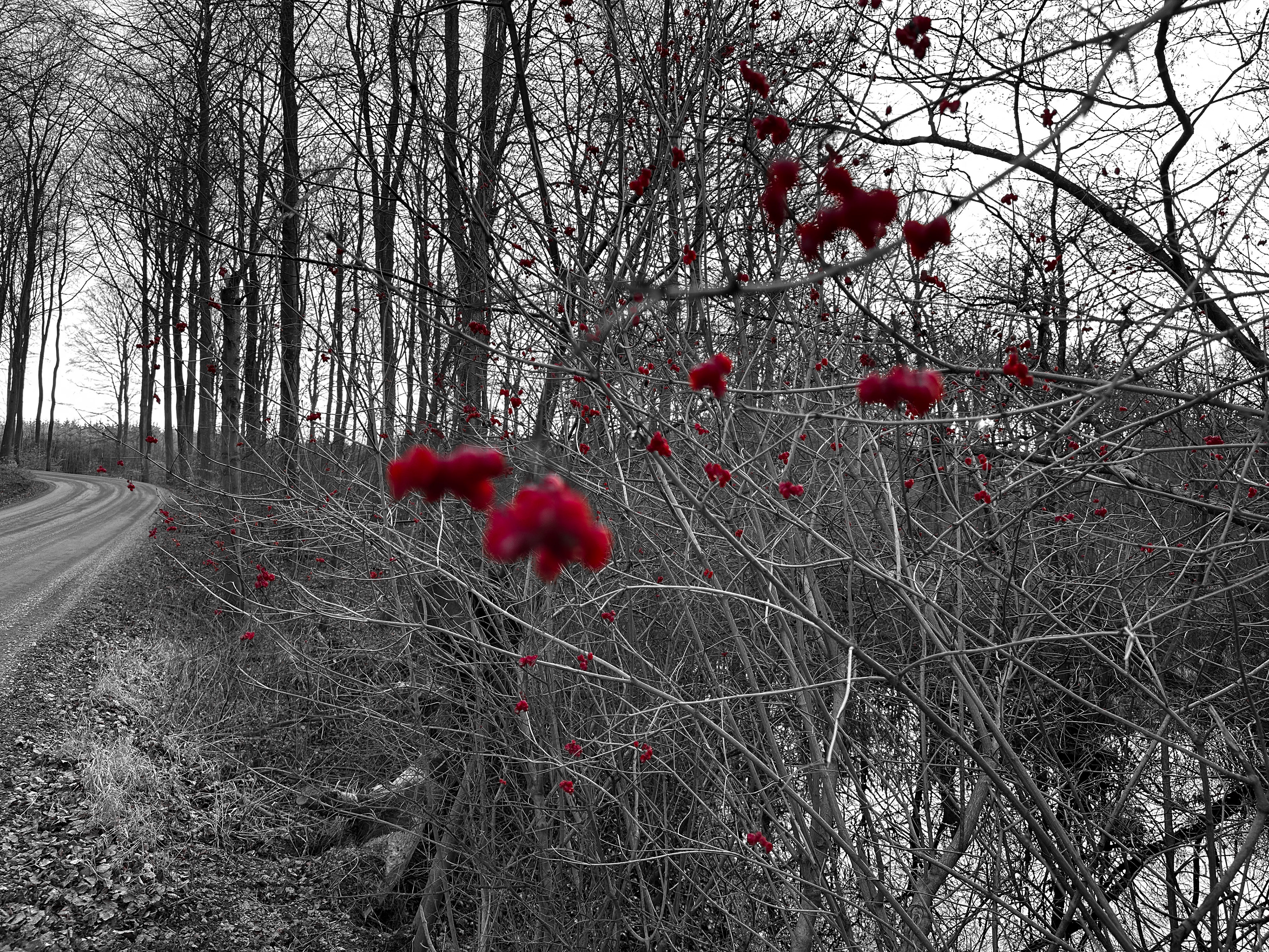 Møns Klint | 'Scarlet Monochrome'
