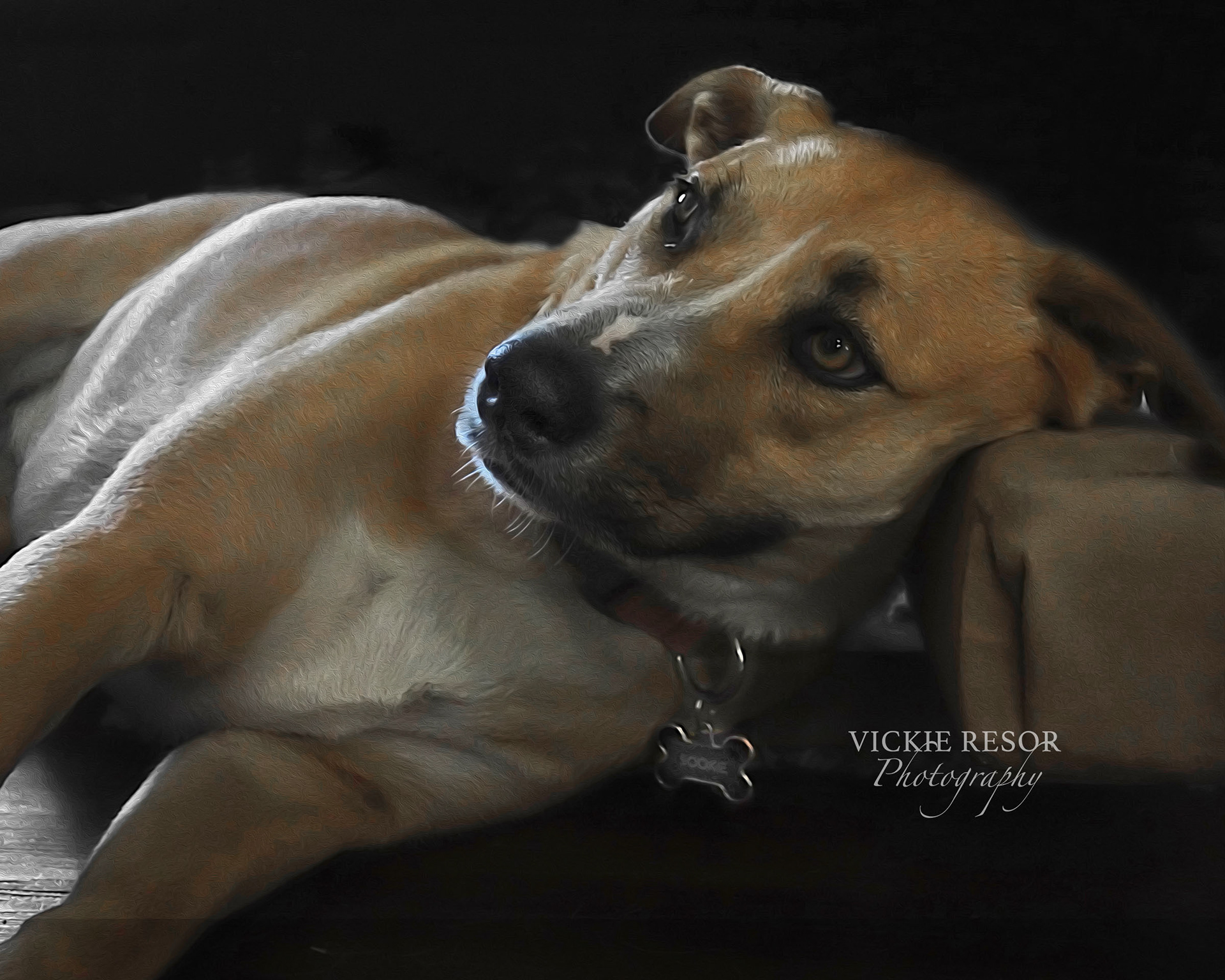Pet Photography - Sookie