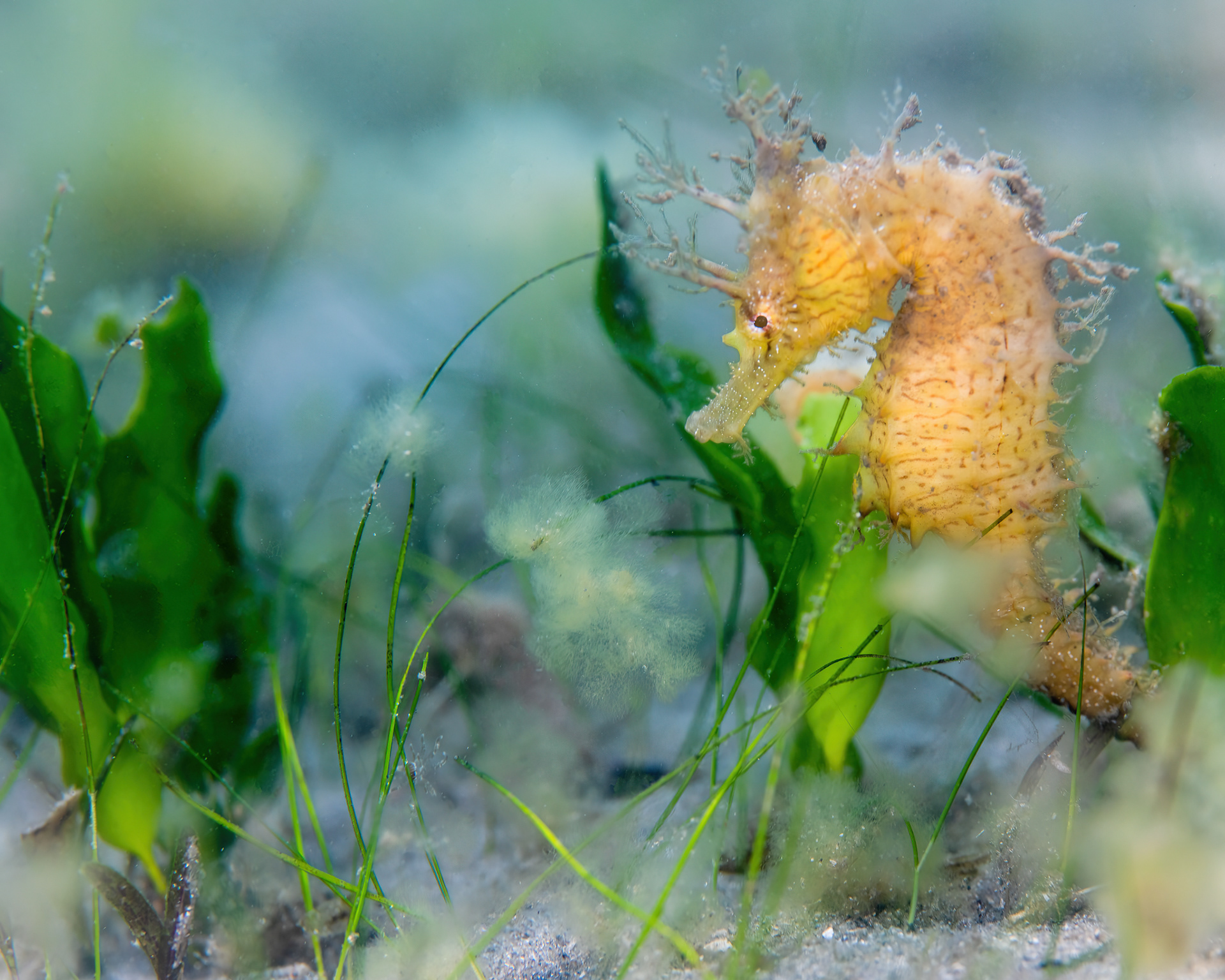Seahorse in the Meadow