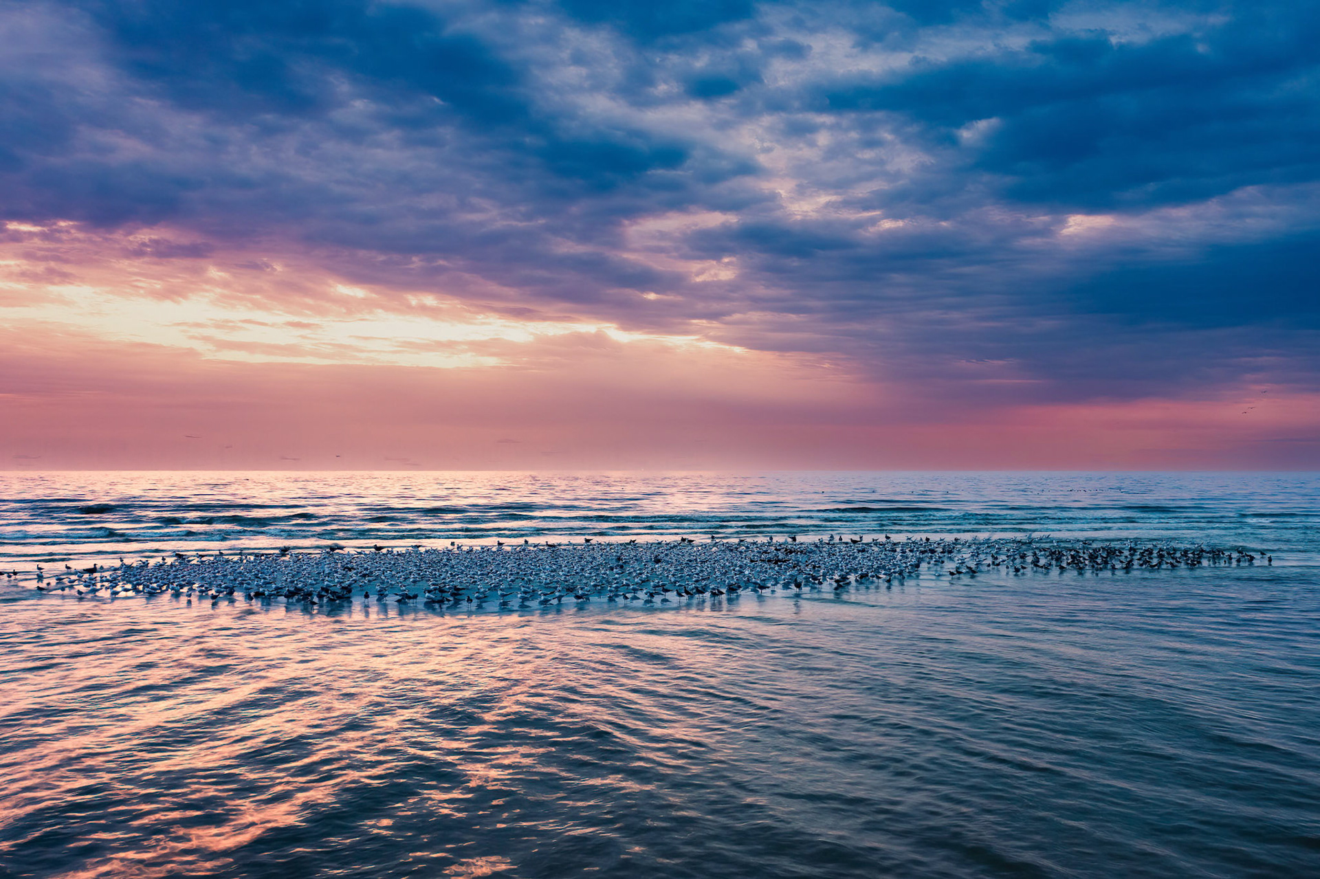 Pink House Birds