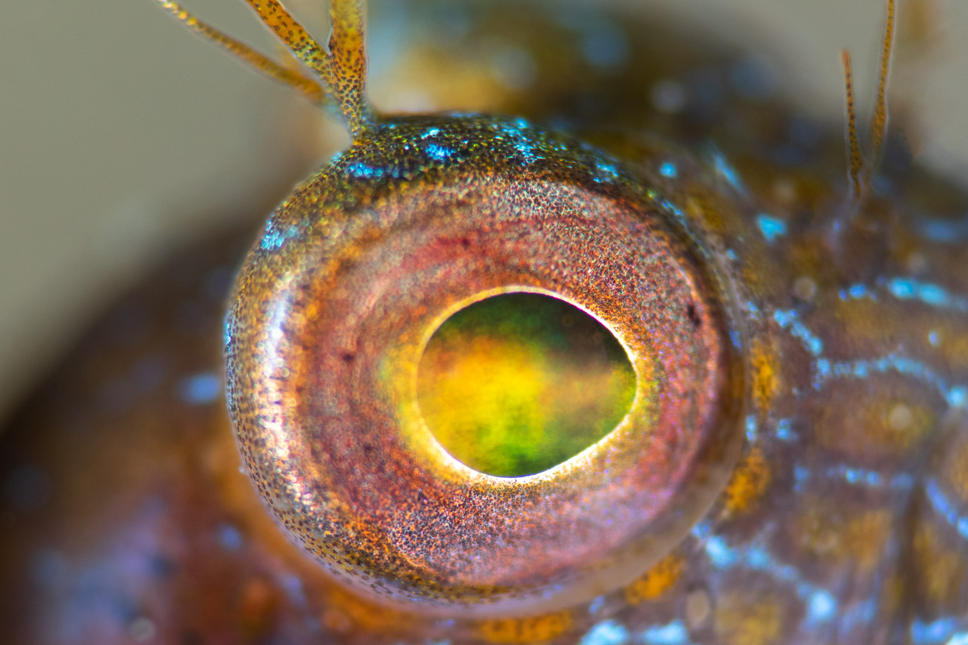 Eye of the Beholder