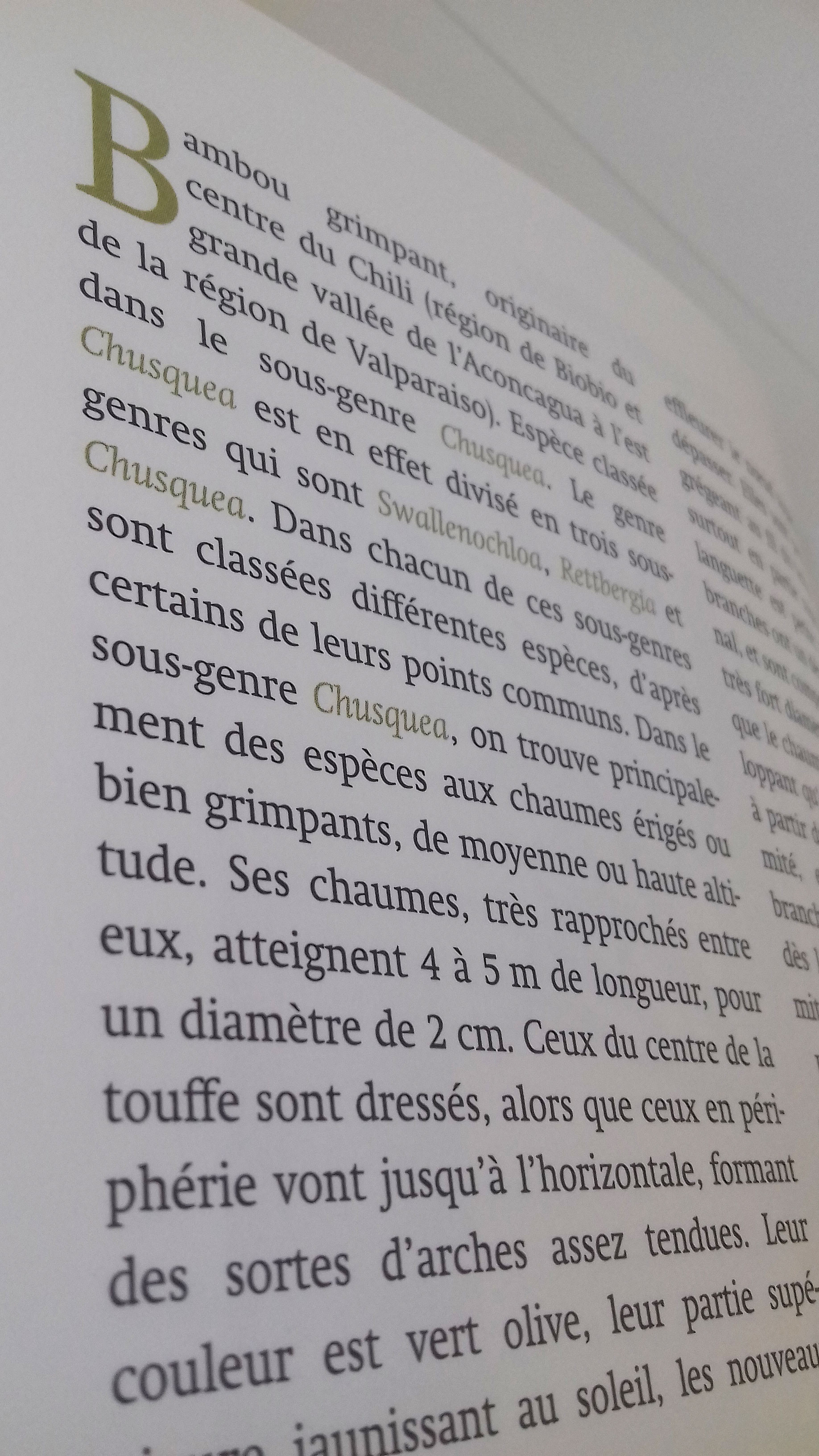 Coup de bambou