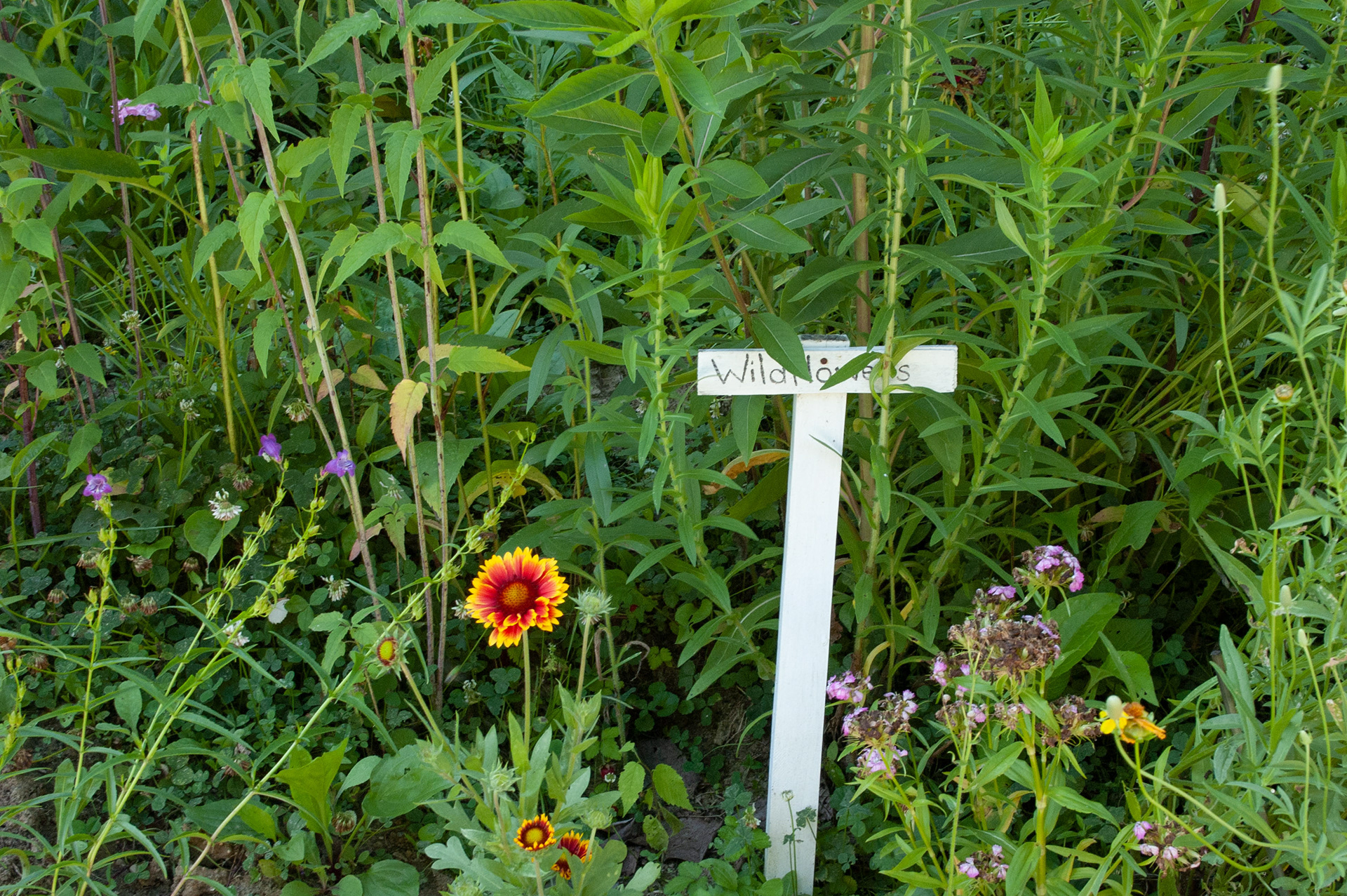Home garden, a very common sight in Madisonville